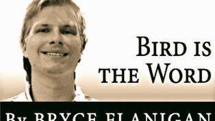 Piñon Jays in Peril