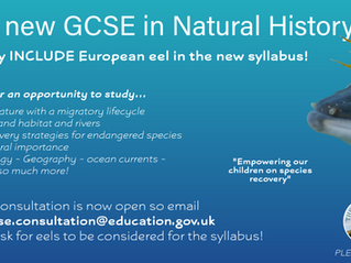 European Eel - lets try and get it on the syllabus of the new GCSE in Natural History!