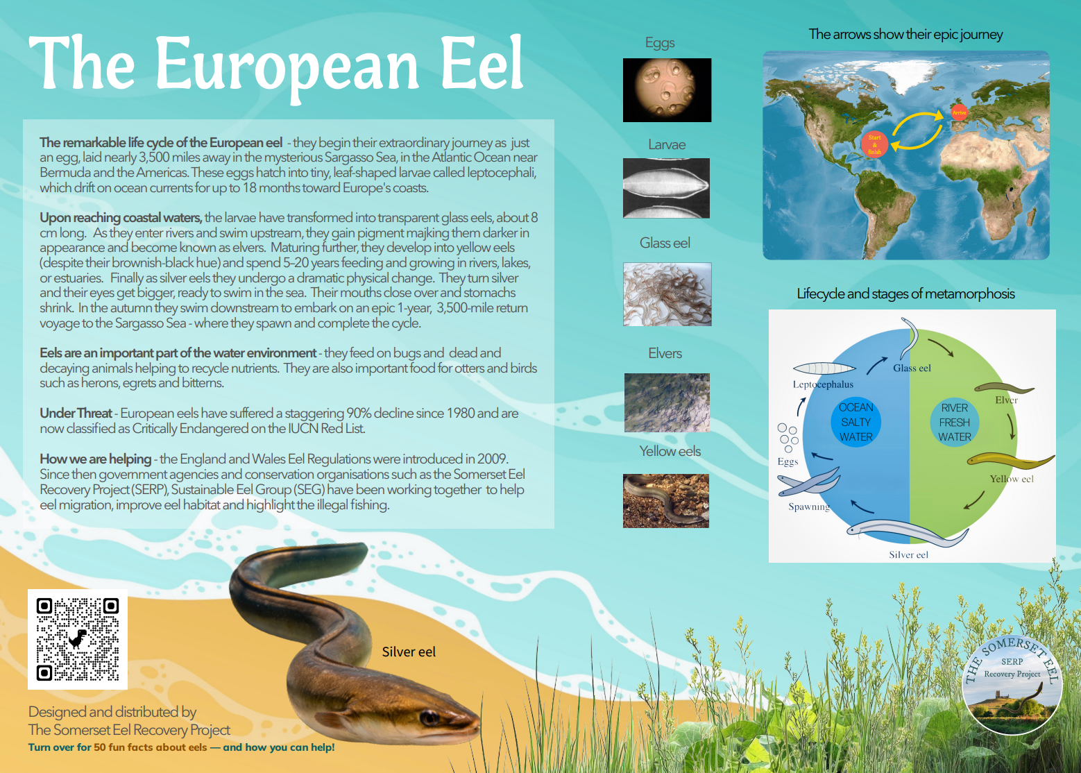 European Eel Interpretation Board