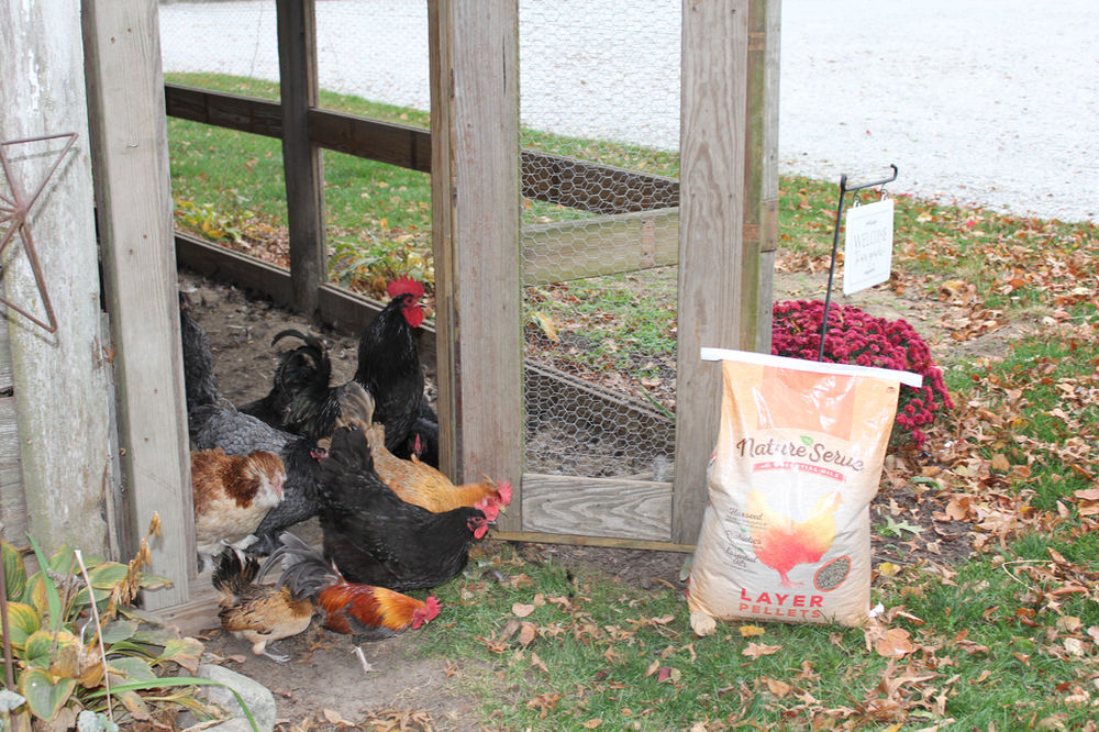 Starting Your First Flock tips on how to select and care for your flock easily & confidently