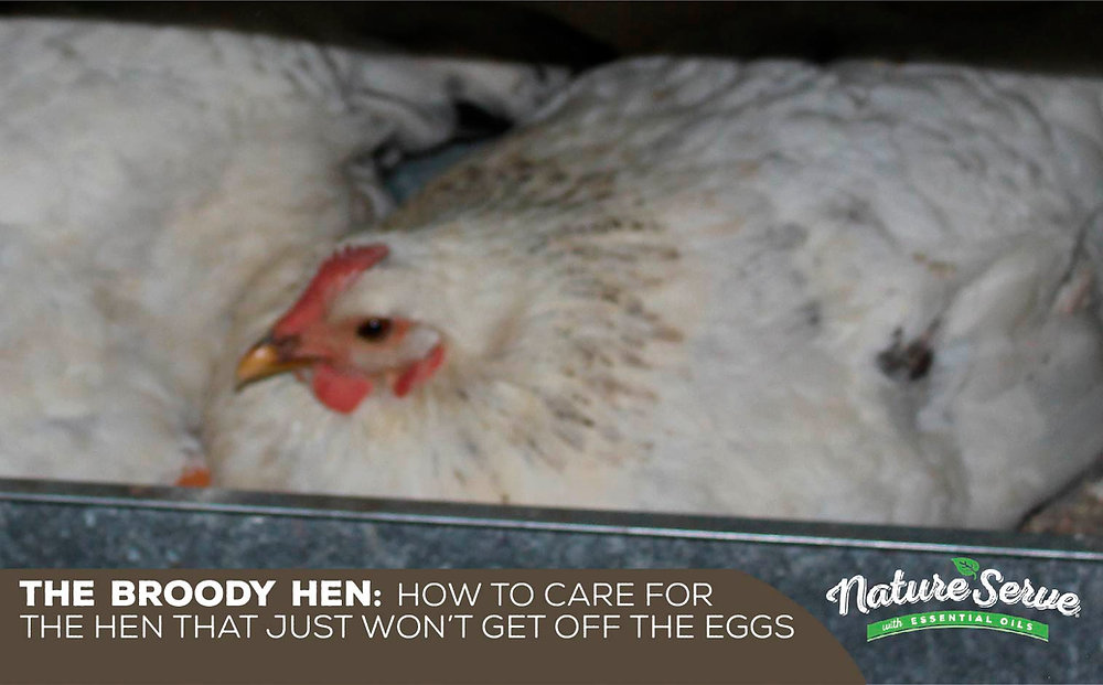 The Broody Hen How to care for the hen that just won’t get off the eggs