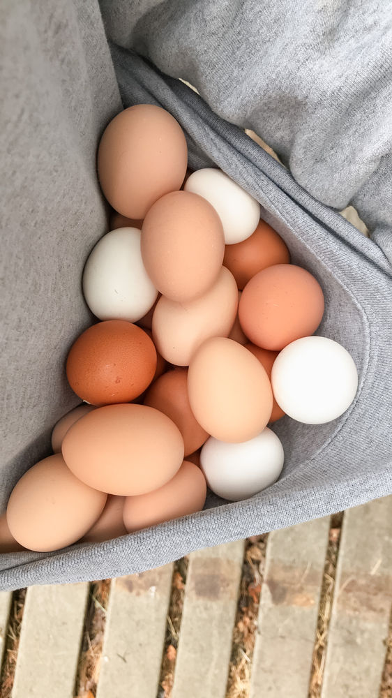 Harvesting Clean Eggs Tips to Collecting Eggs That Don’t Require Any