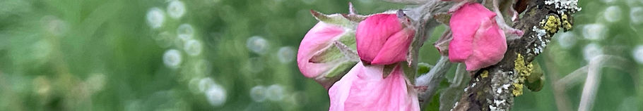 apple_blossom_band.jpg