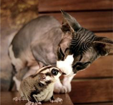 Sugar Glider con otras mascotas