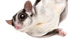 sg_edited.png
