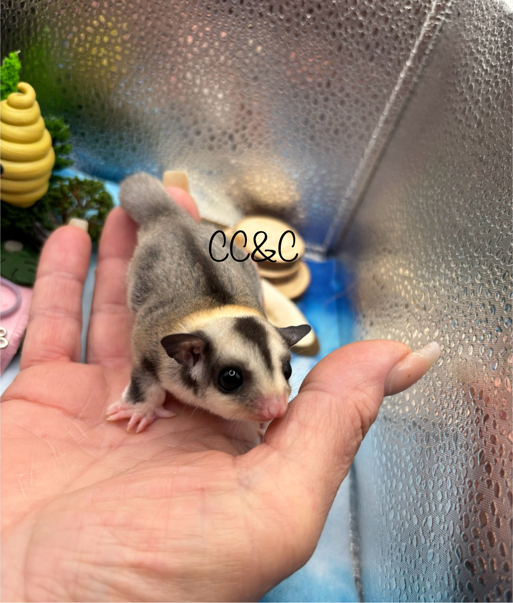 Female Ringtail Mosaic