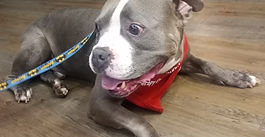 Therapy dogs