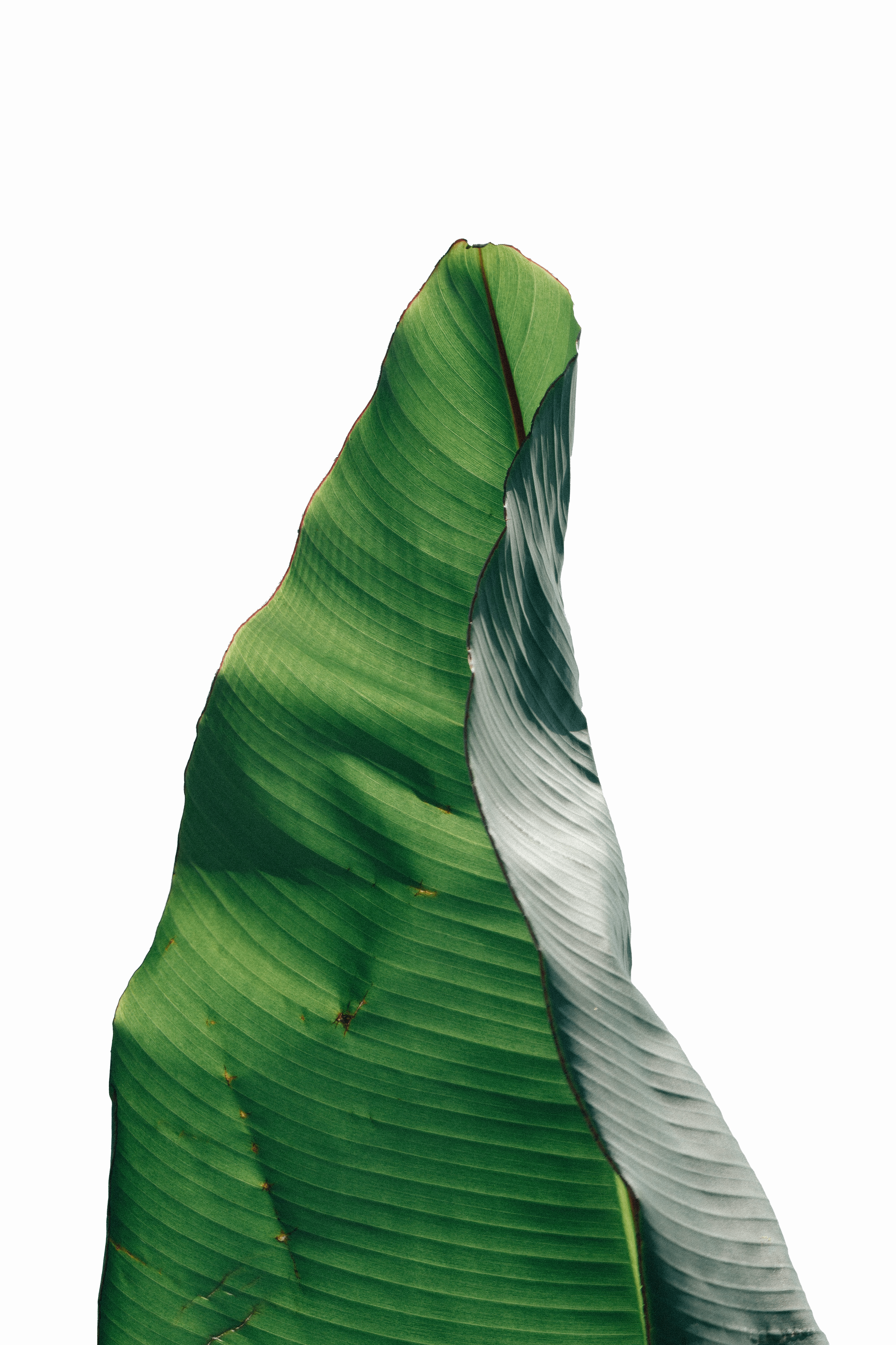 a deeply green banana leaf