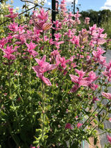 clarysagesomersetflowerfarm.jpg