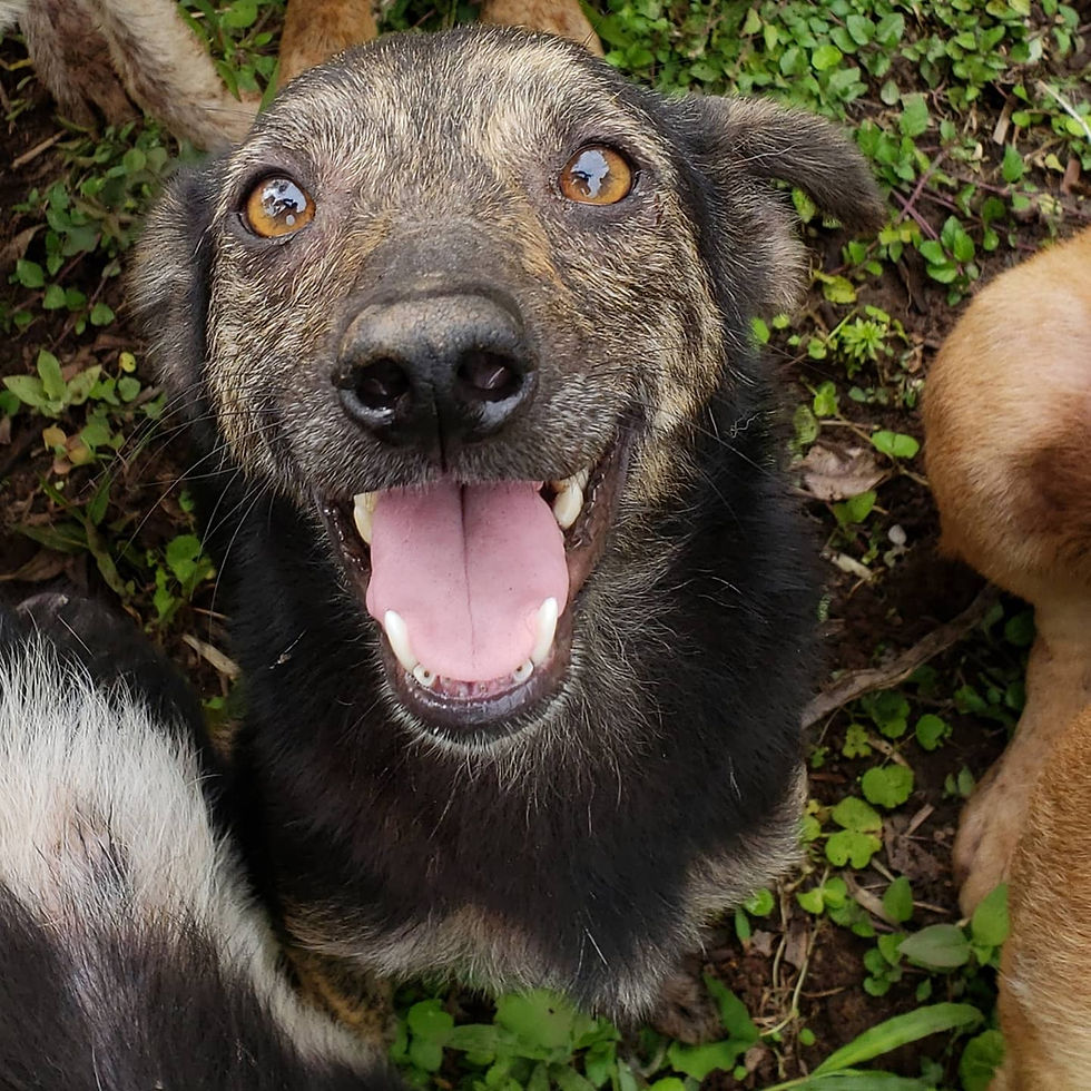 Ellos son algunos de los #guerrerosadva, todos son resctados, rehabilitados física y sicologicamente
