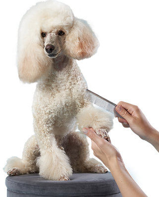 shutterstock_2037616466_TransparentBG_WEB.png