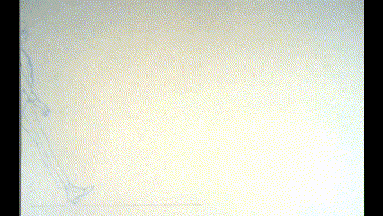 Class Project - Two-legged Walk Cycle