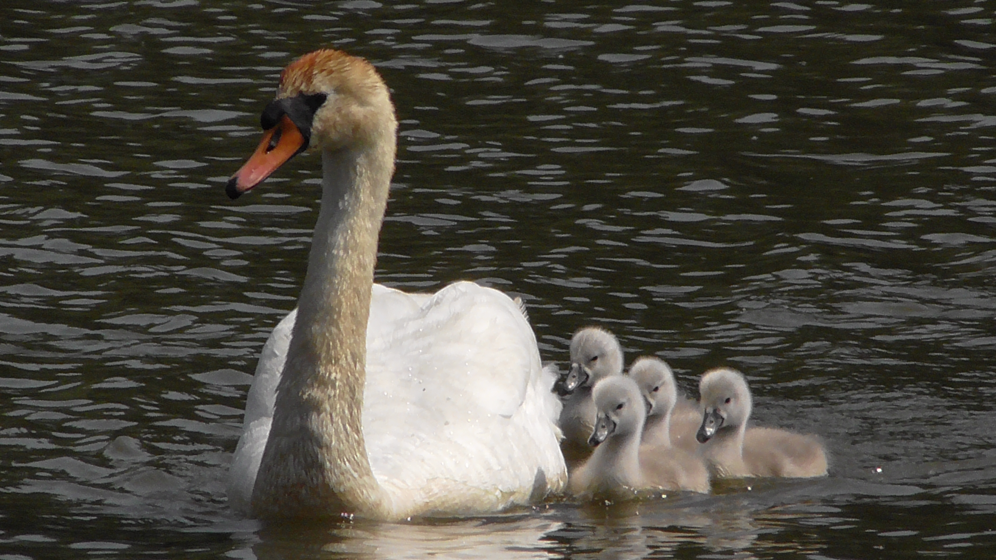 Mute Swan & Cygnets