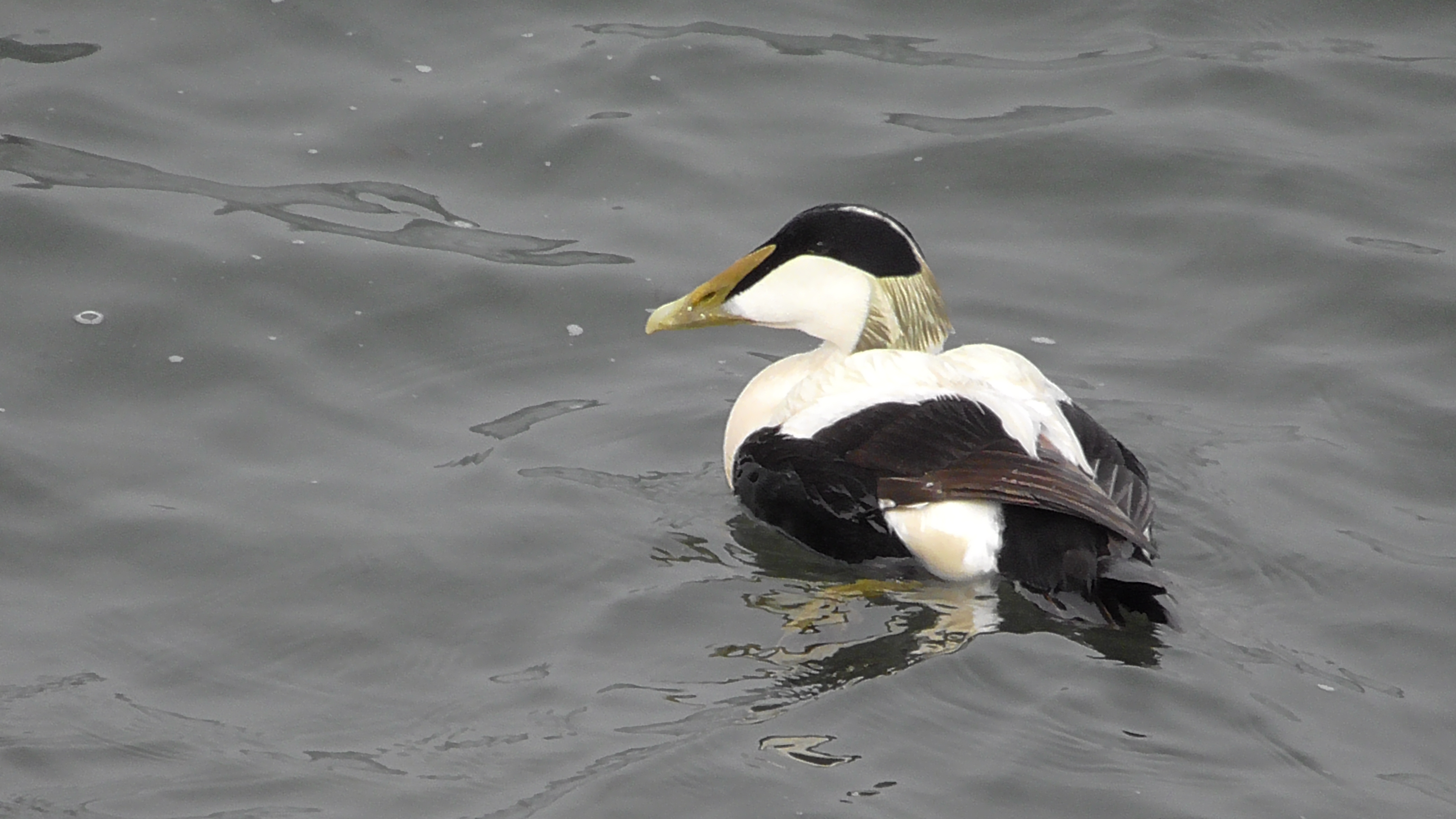 Eider (drake)