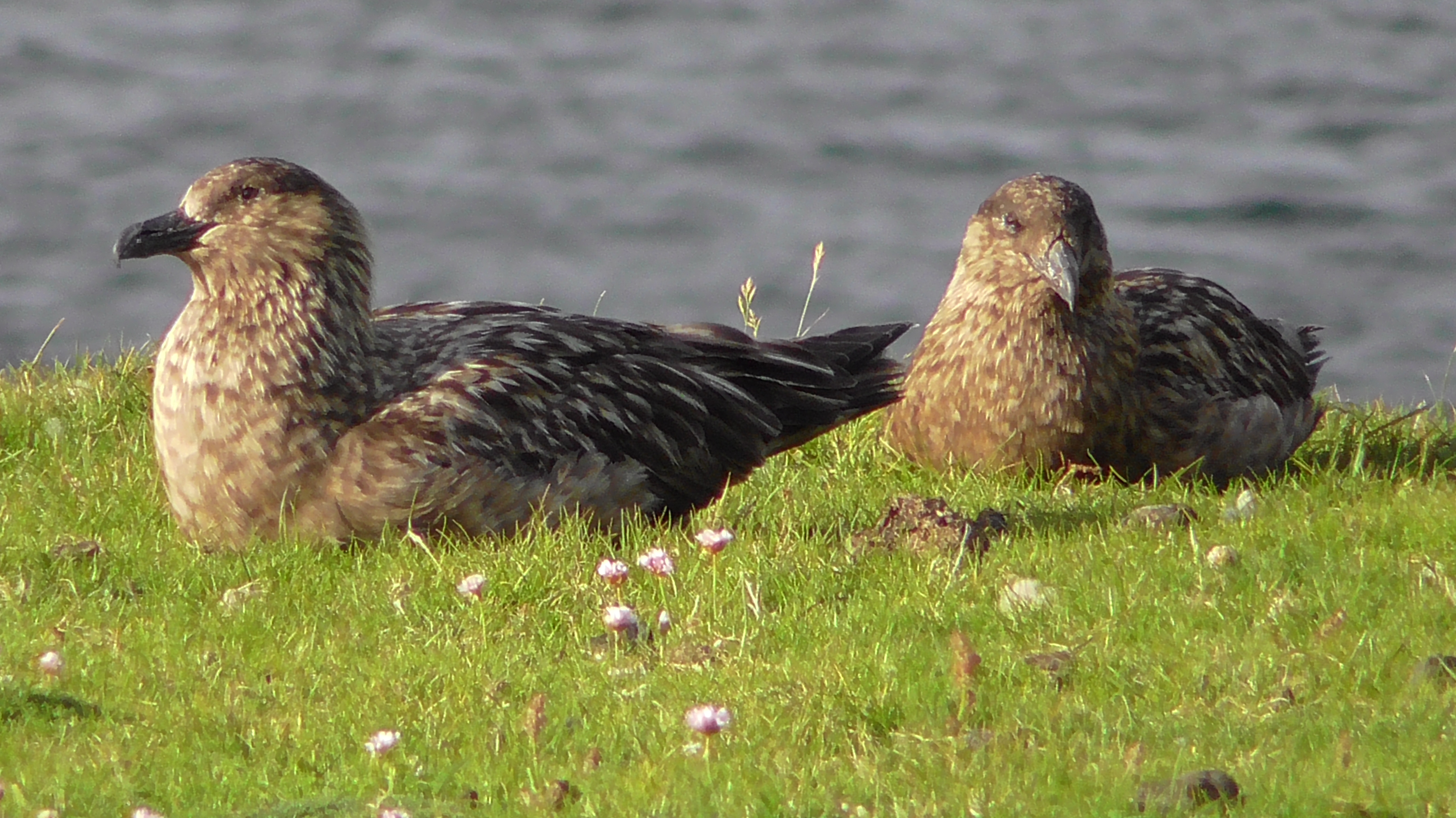 Great Skua (Bonxie)