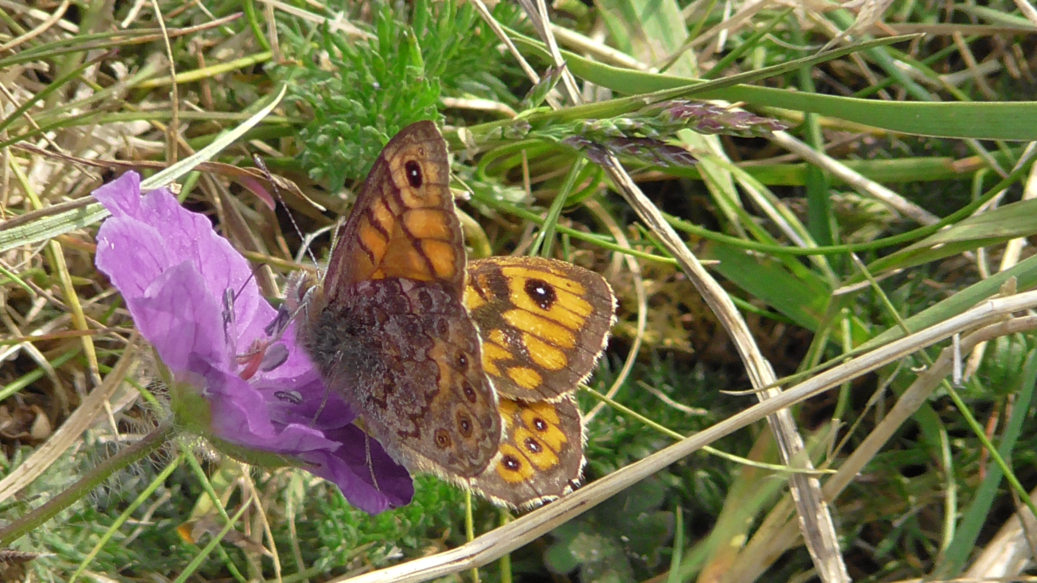 Wall Brown butterfly