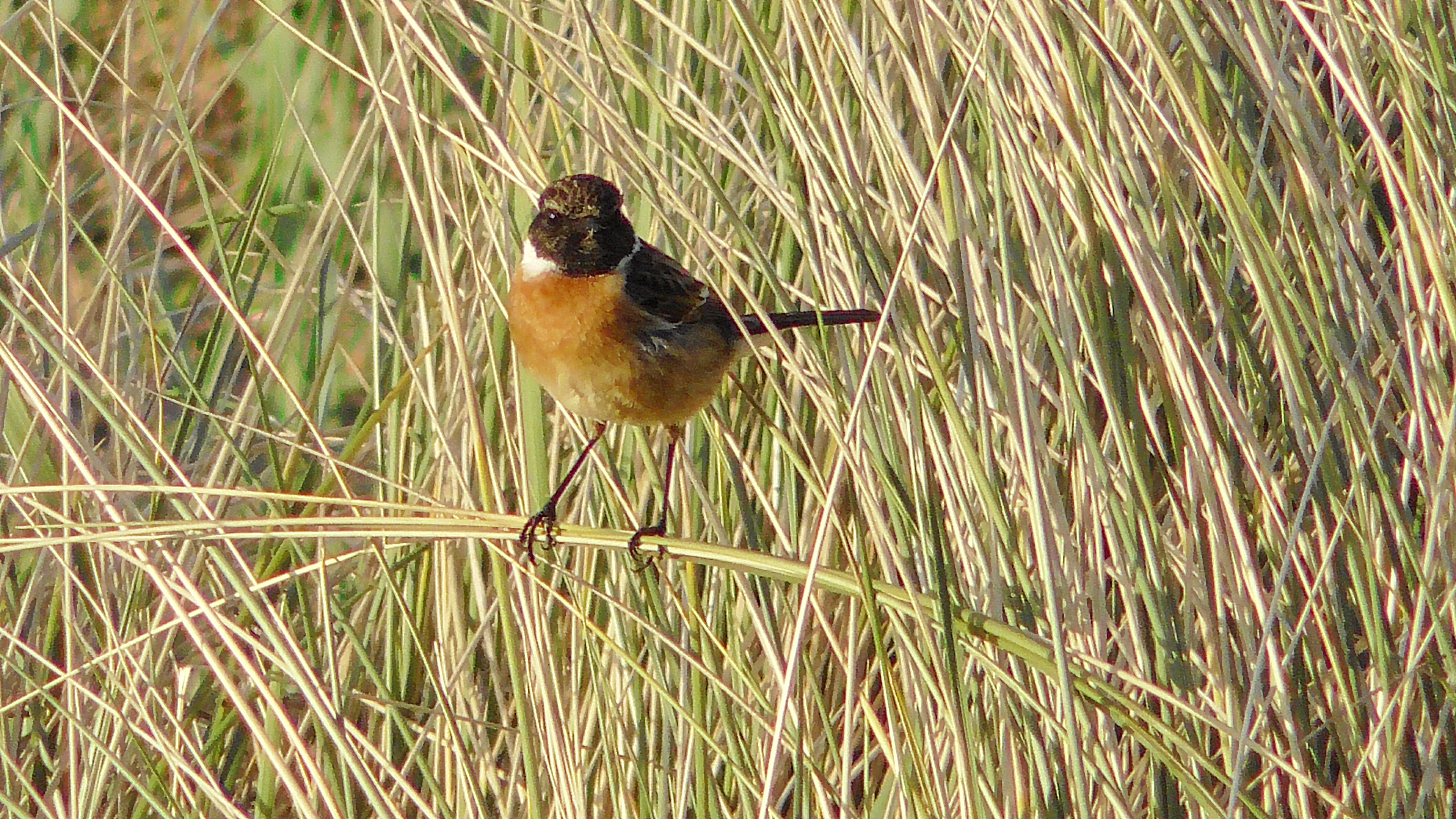Stonechat