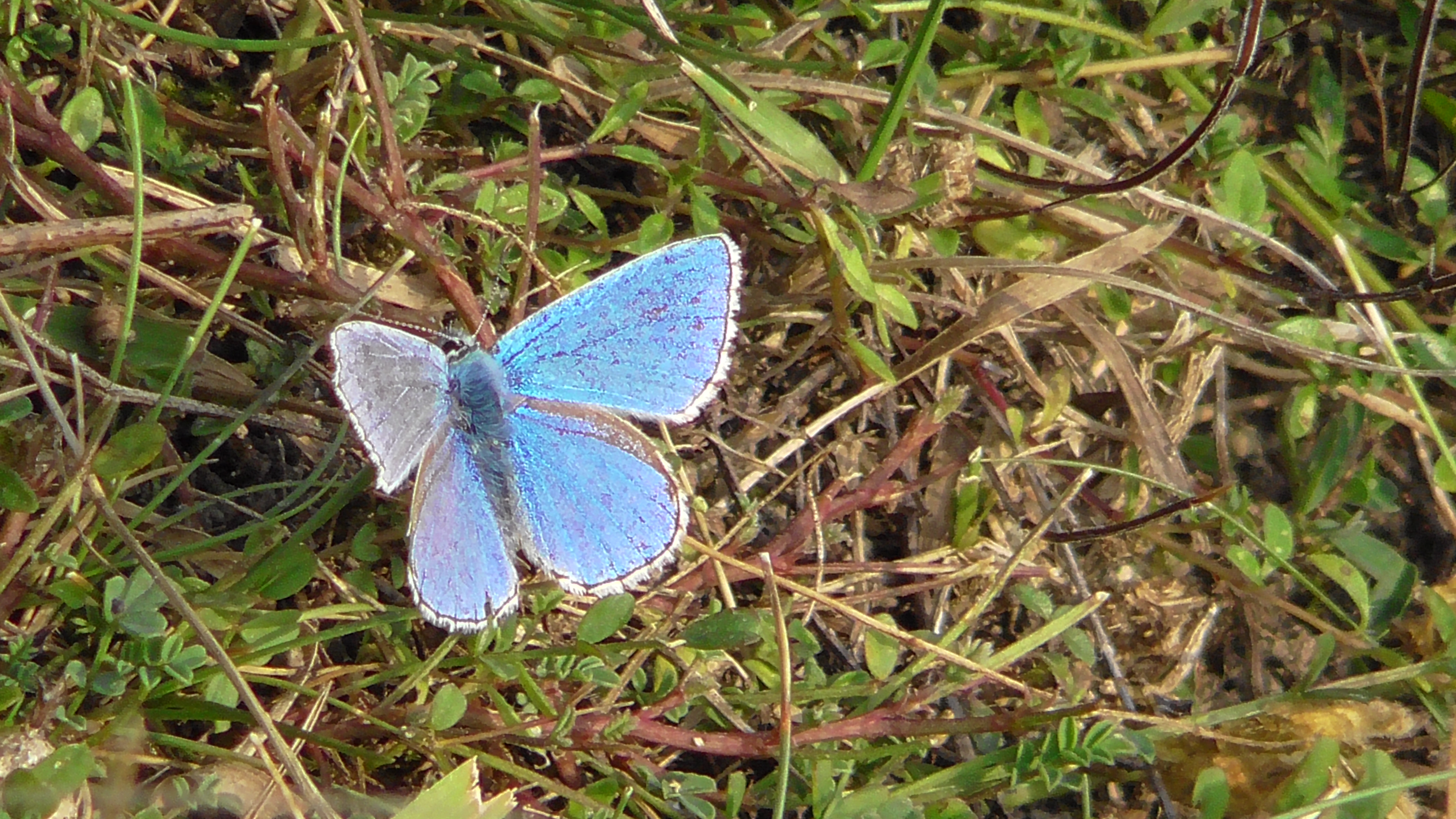 Adonis Blue Butterfly