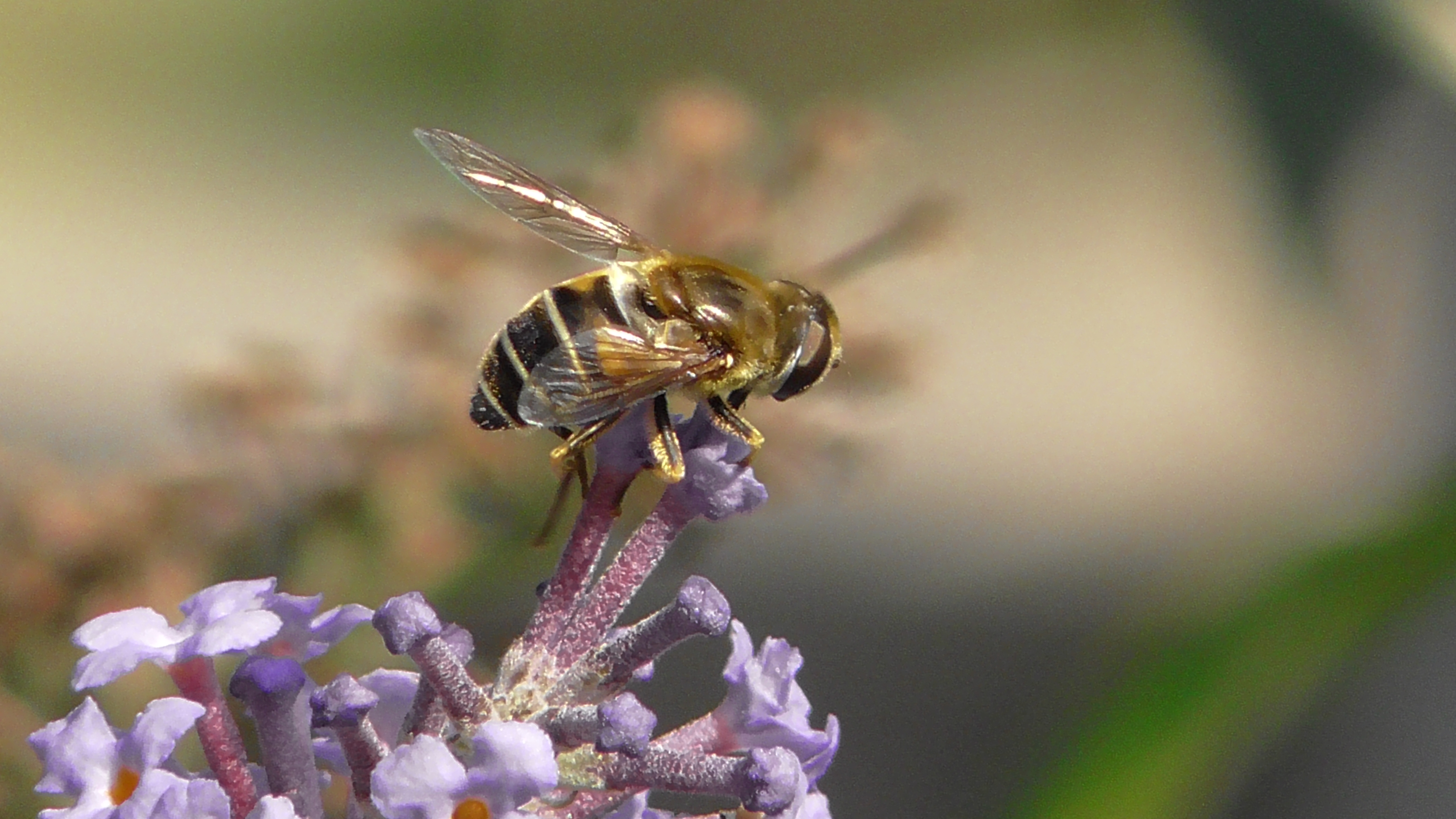 Honey Bee