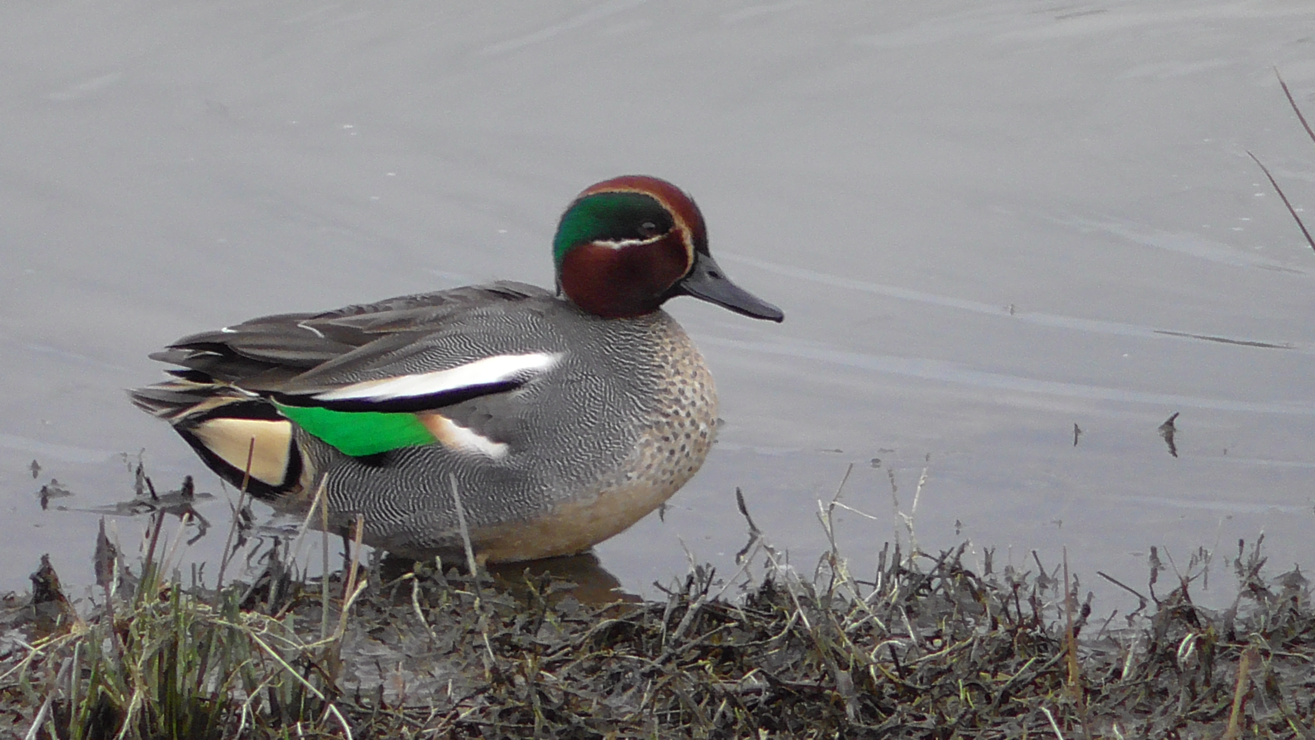 Teal (drake)