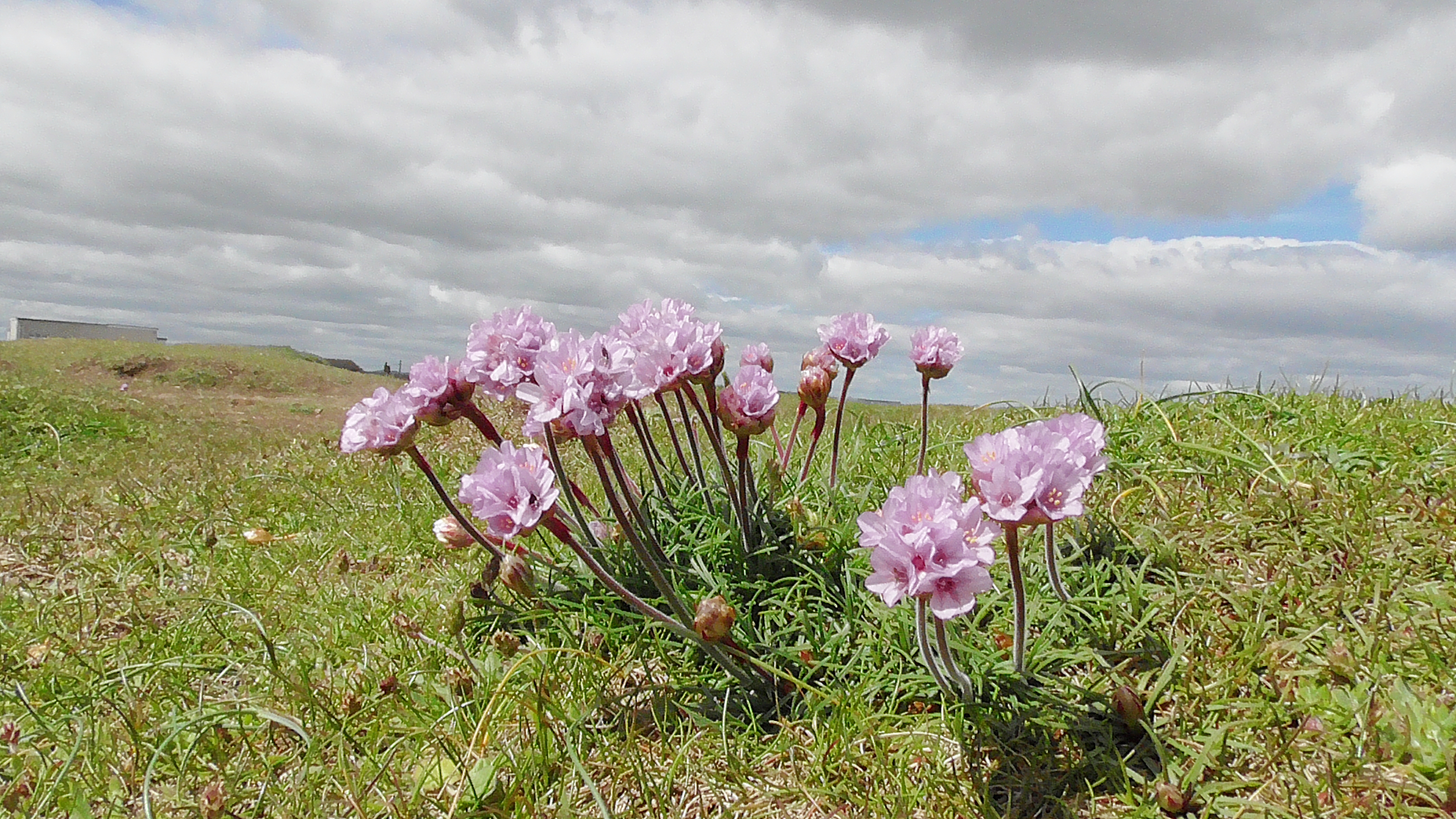 Thrift (Sea Pink)