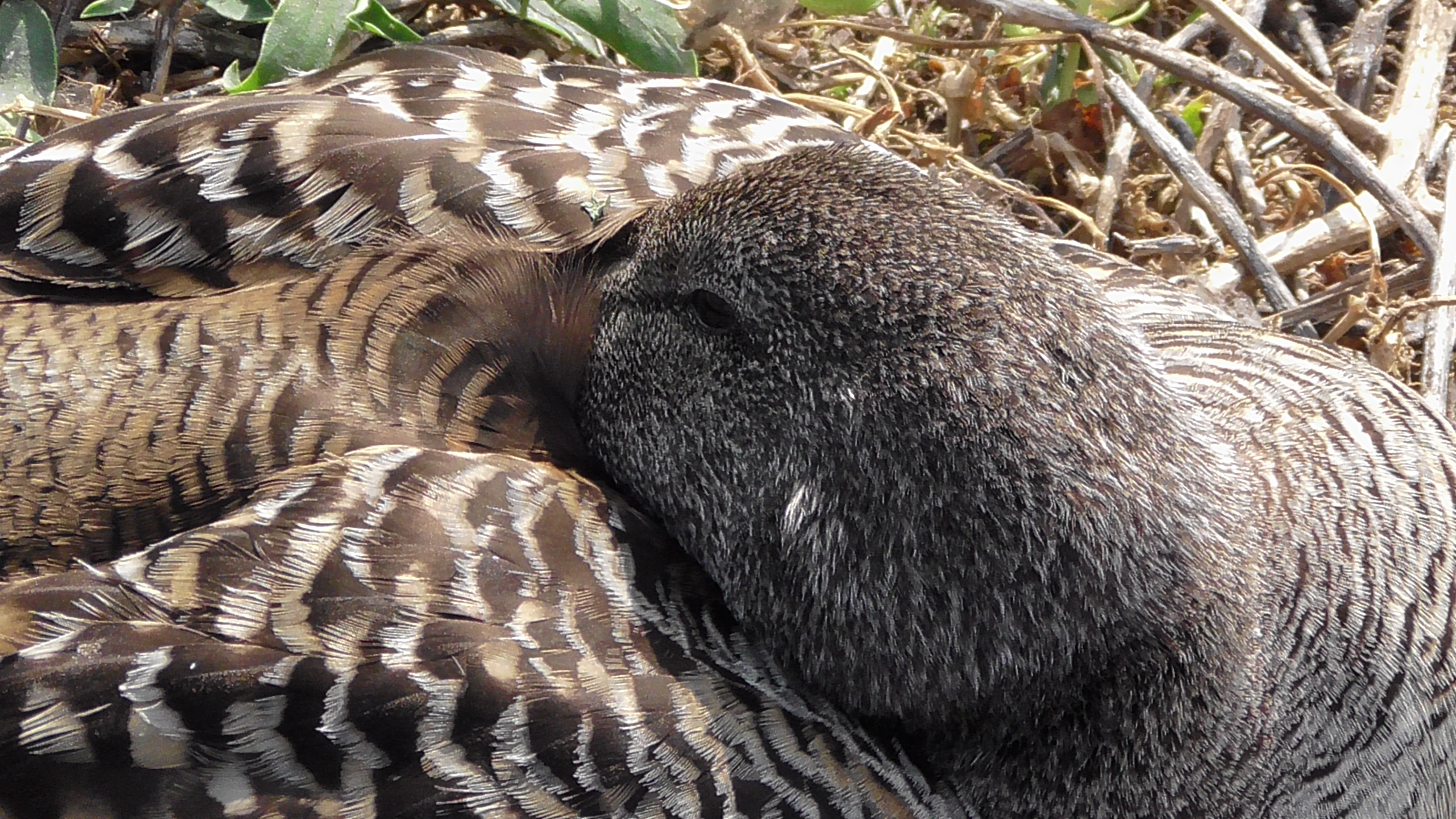 Eider (duck)