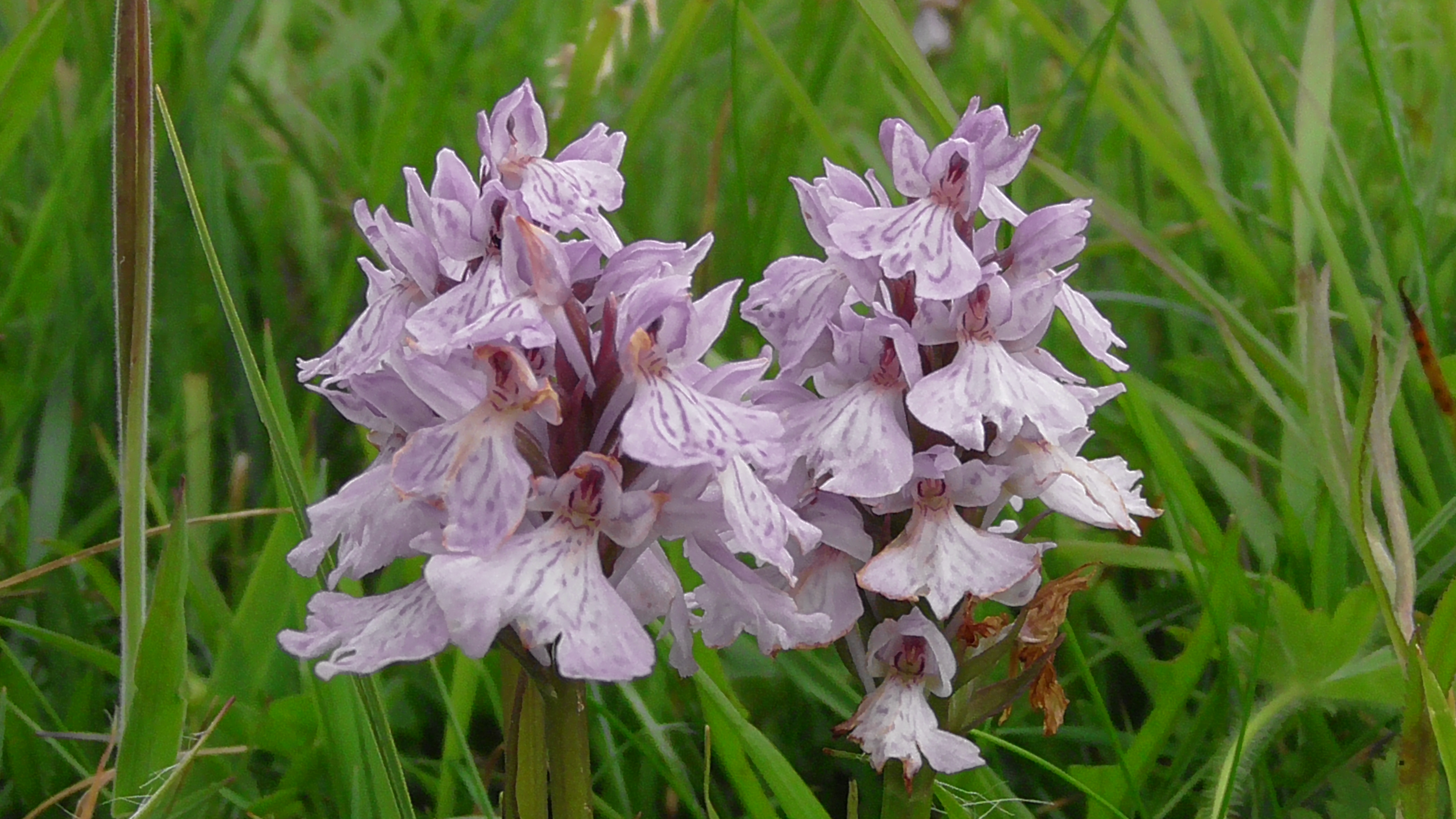 Heath Spotted Orchid