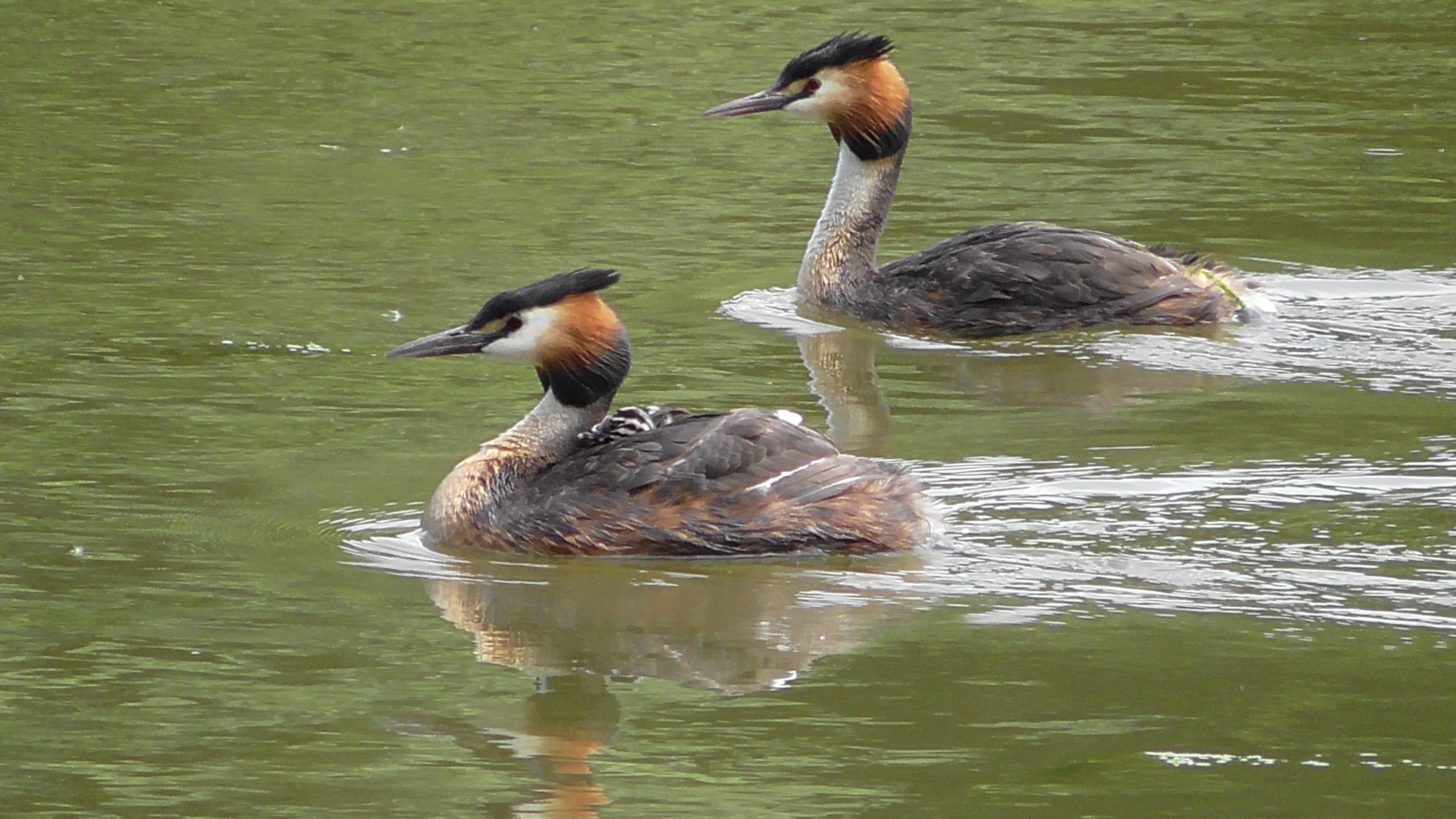 Great Crested Grebes