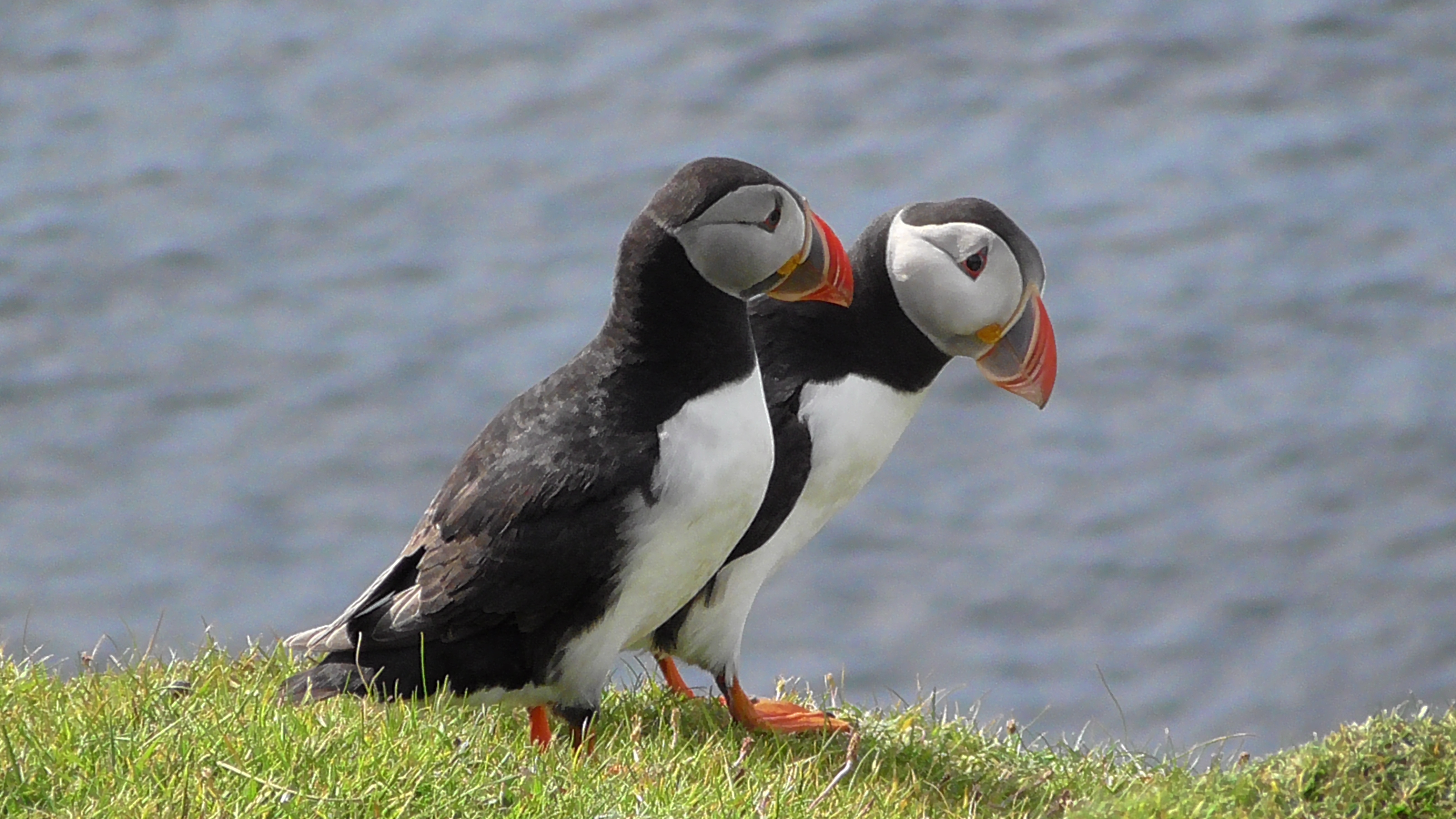 Puffins