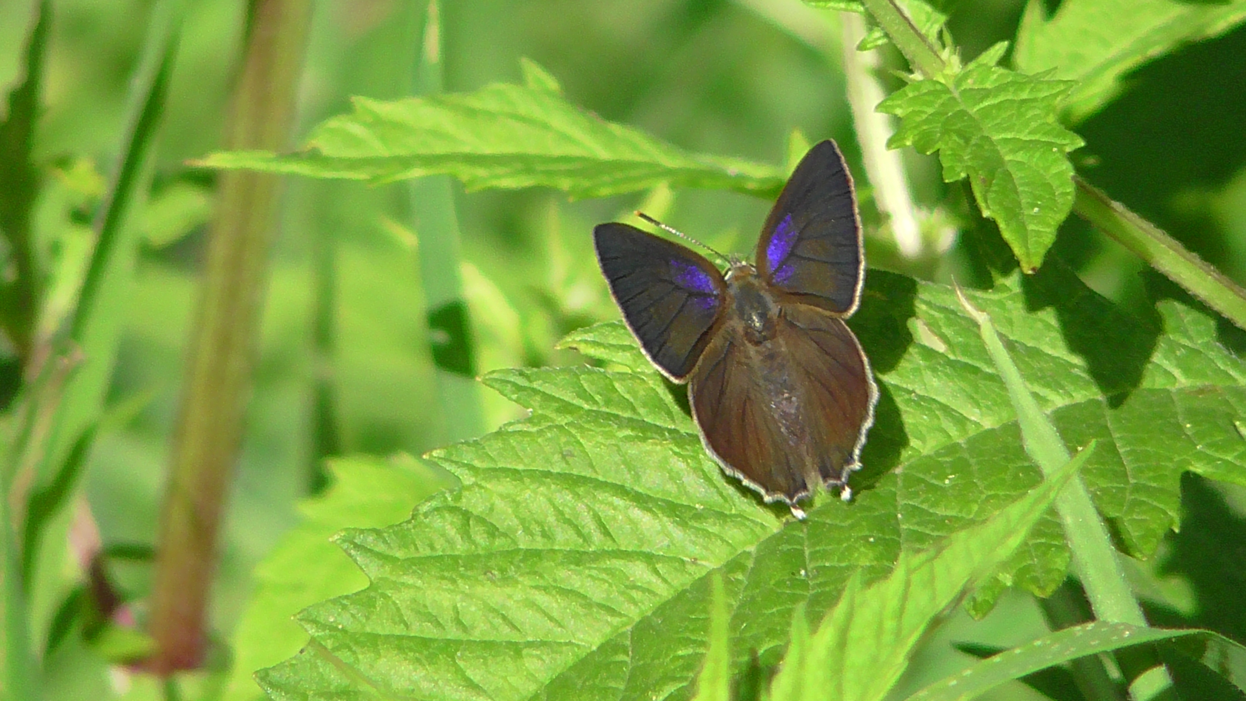 Purple Hairstreak butterfly (female)