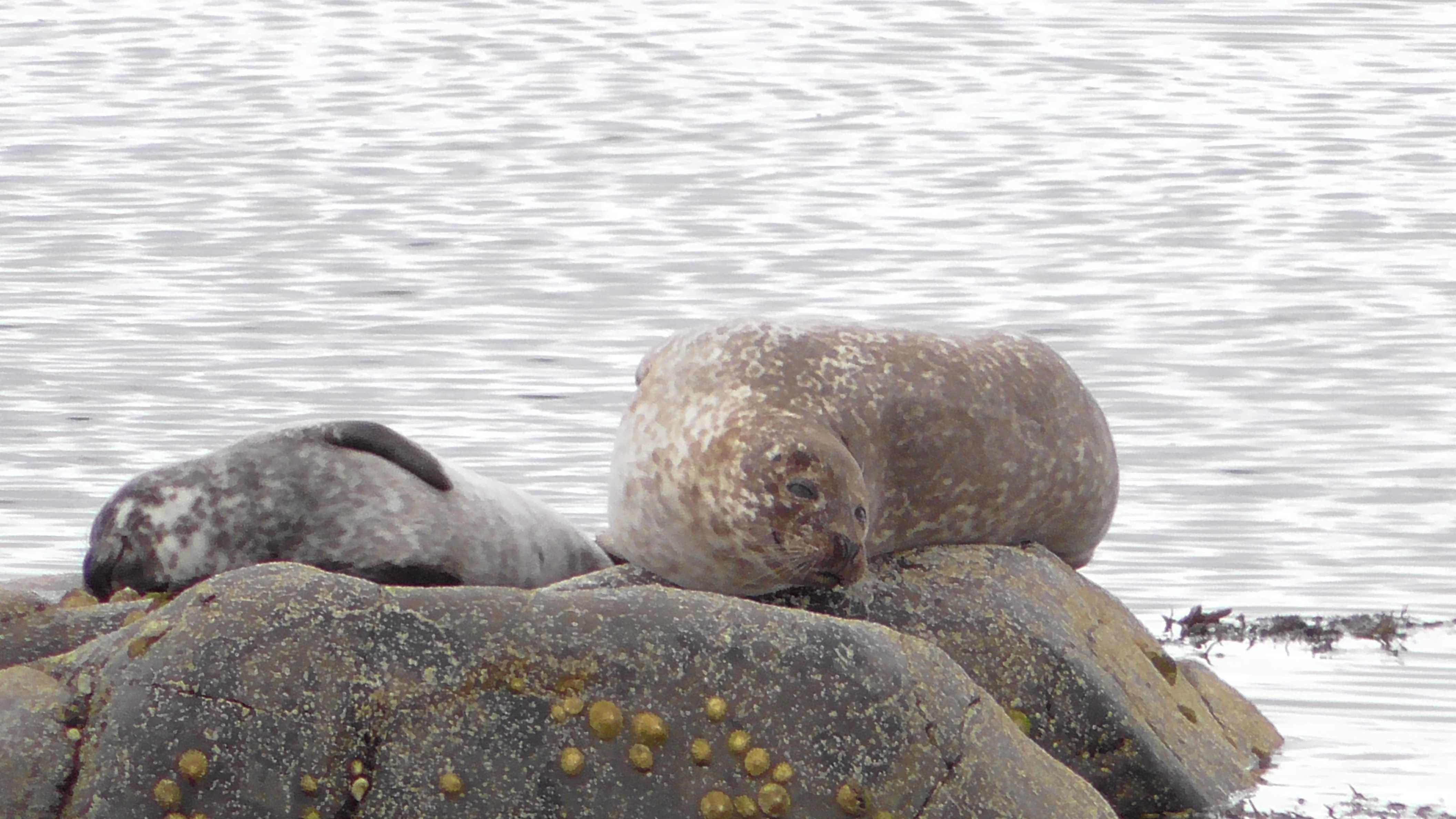 Common Seal