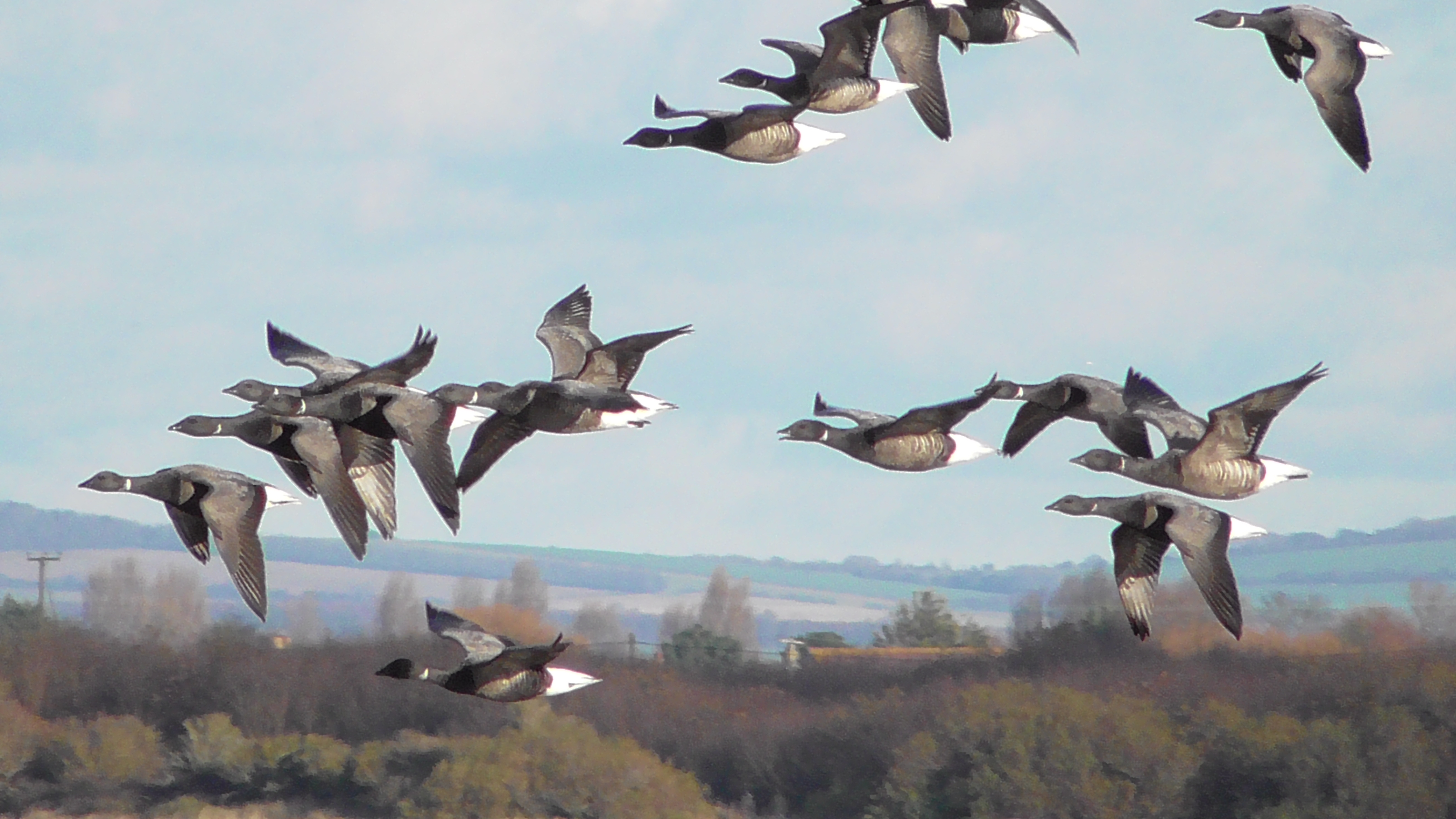 Brent Geese