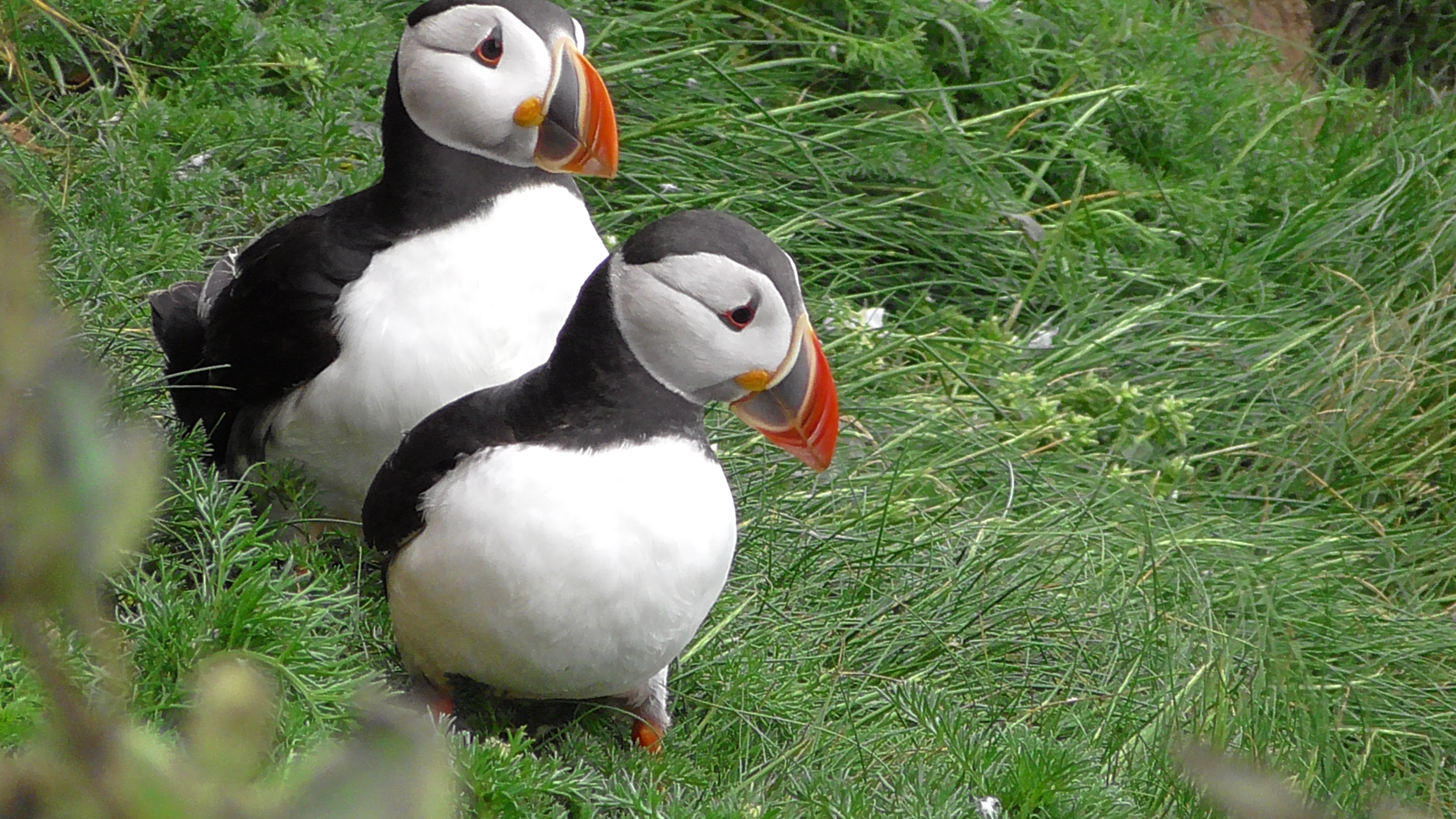 Puffins