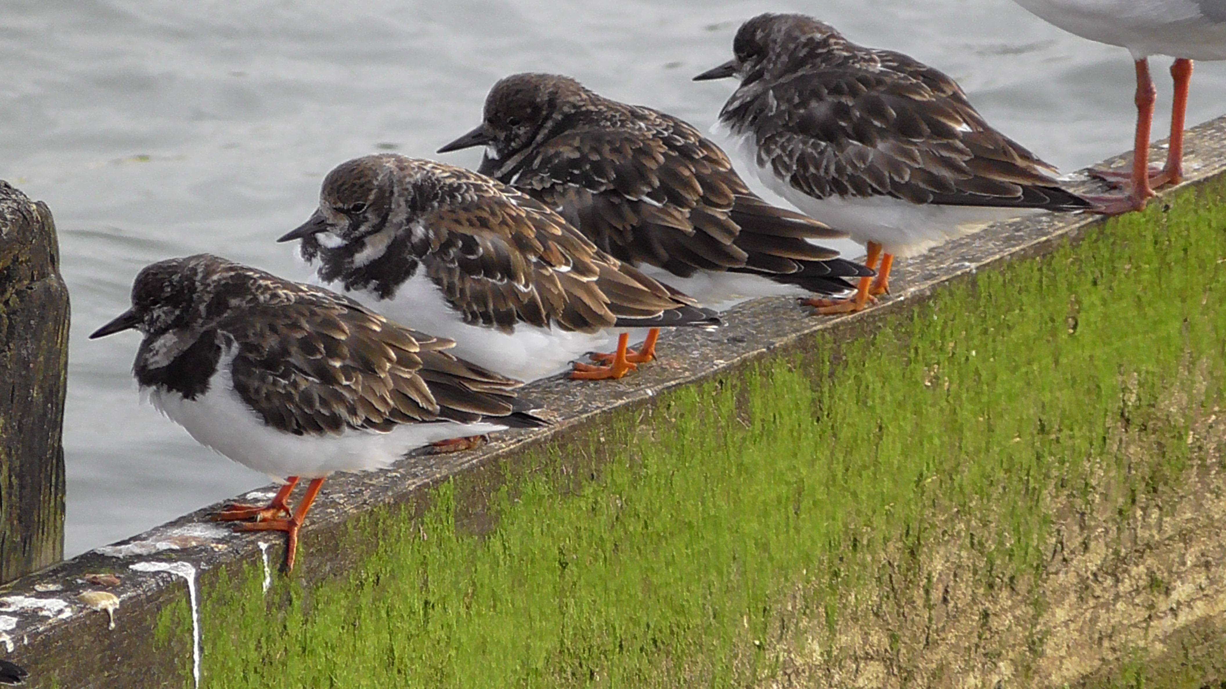 Turnstones