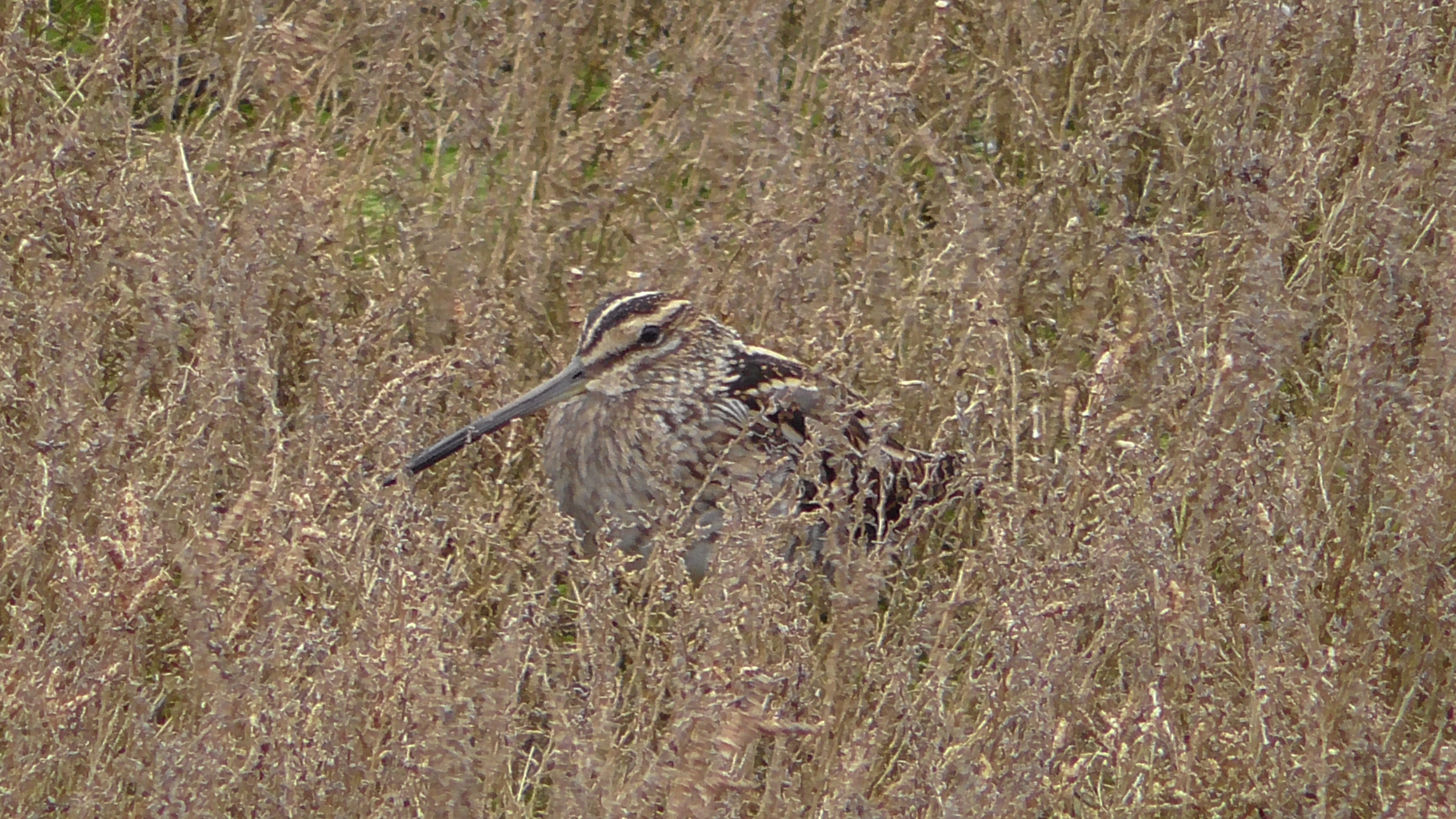 Common Snipe