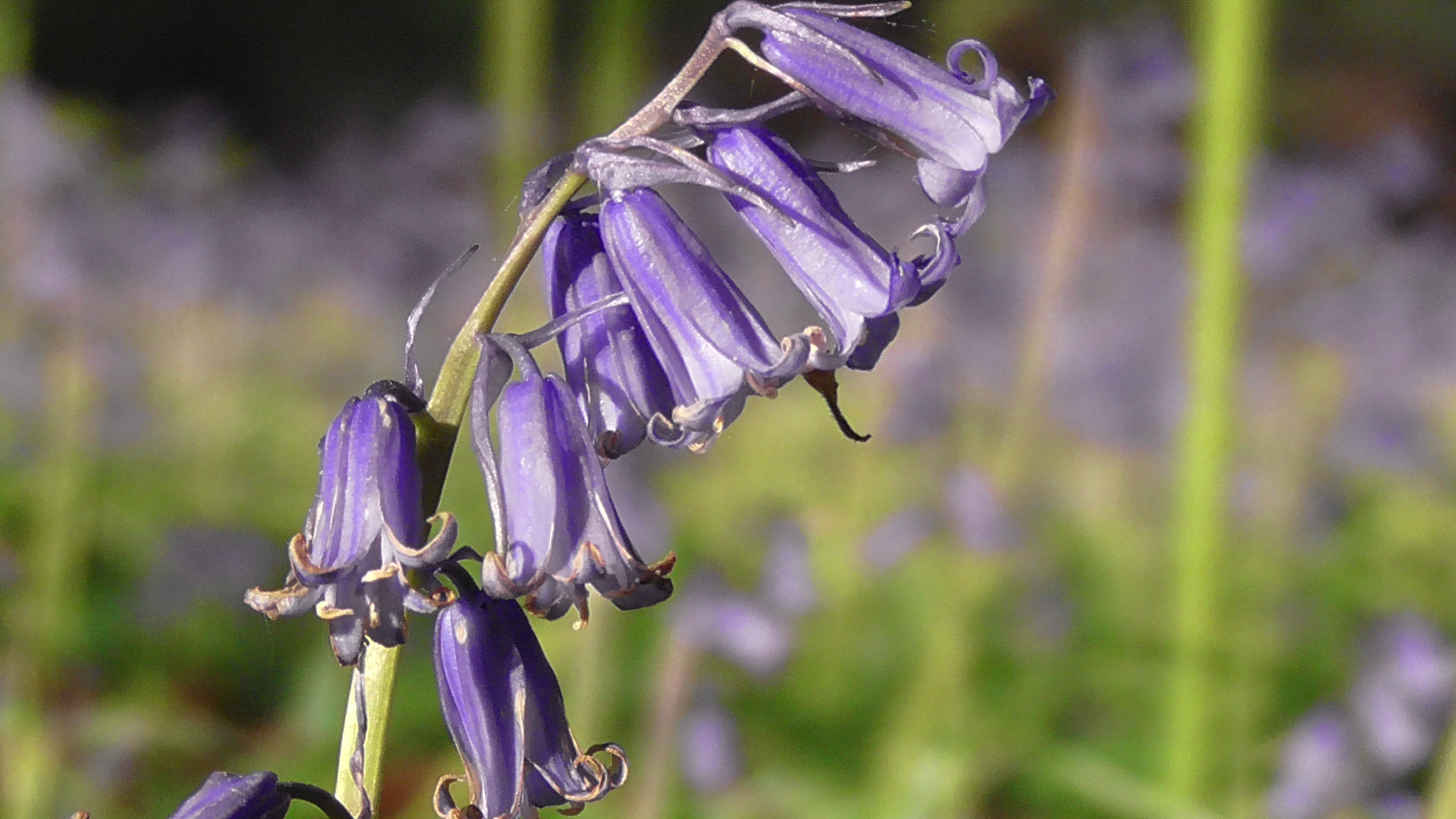 Bluebell (English)