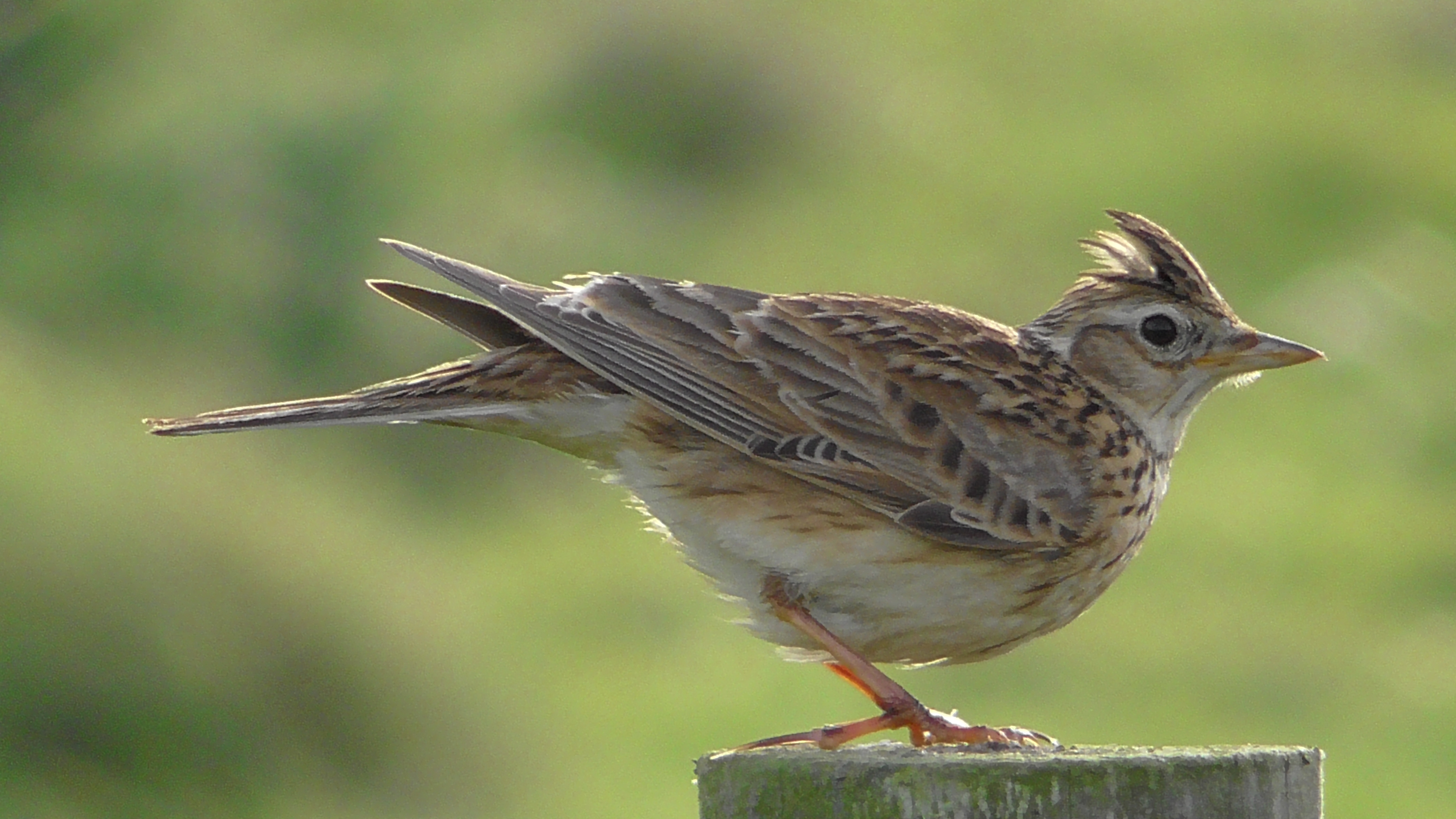 Skylark
