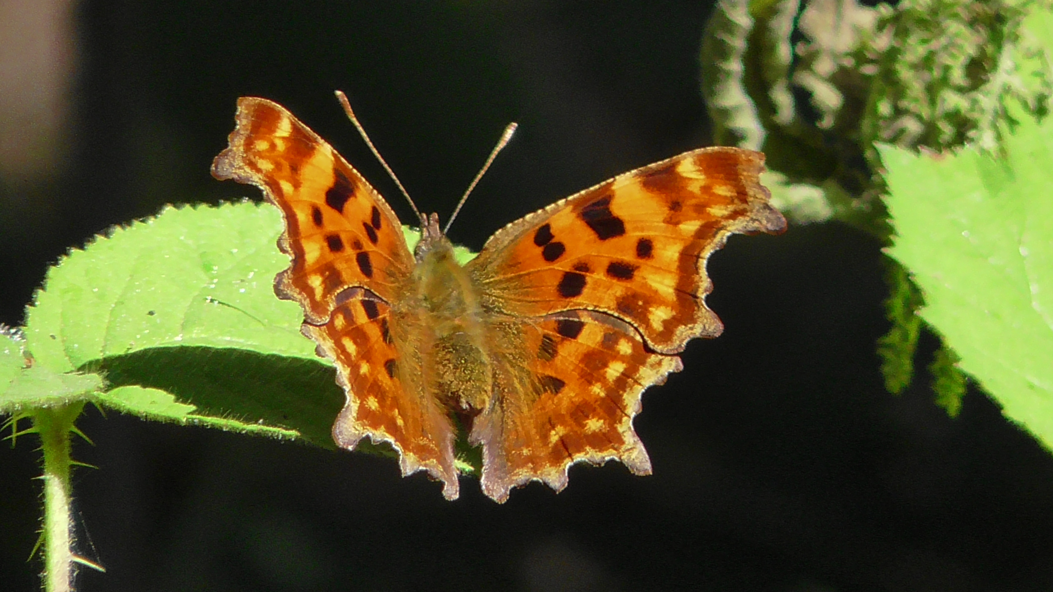 Comma butterfly