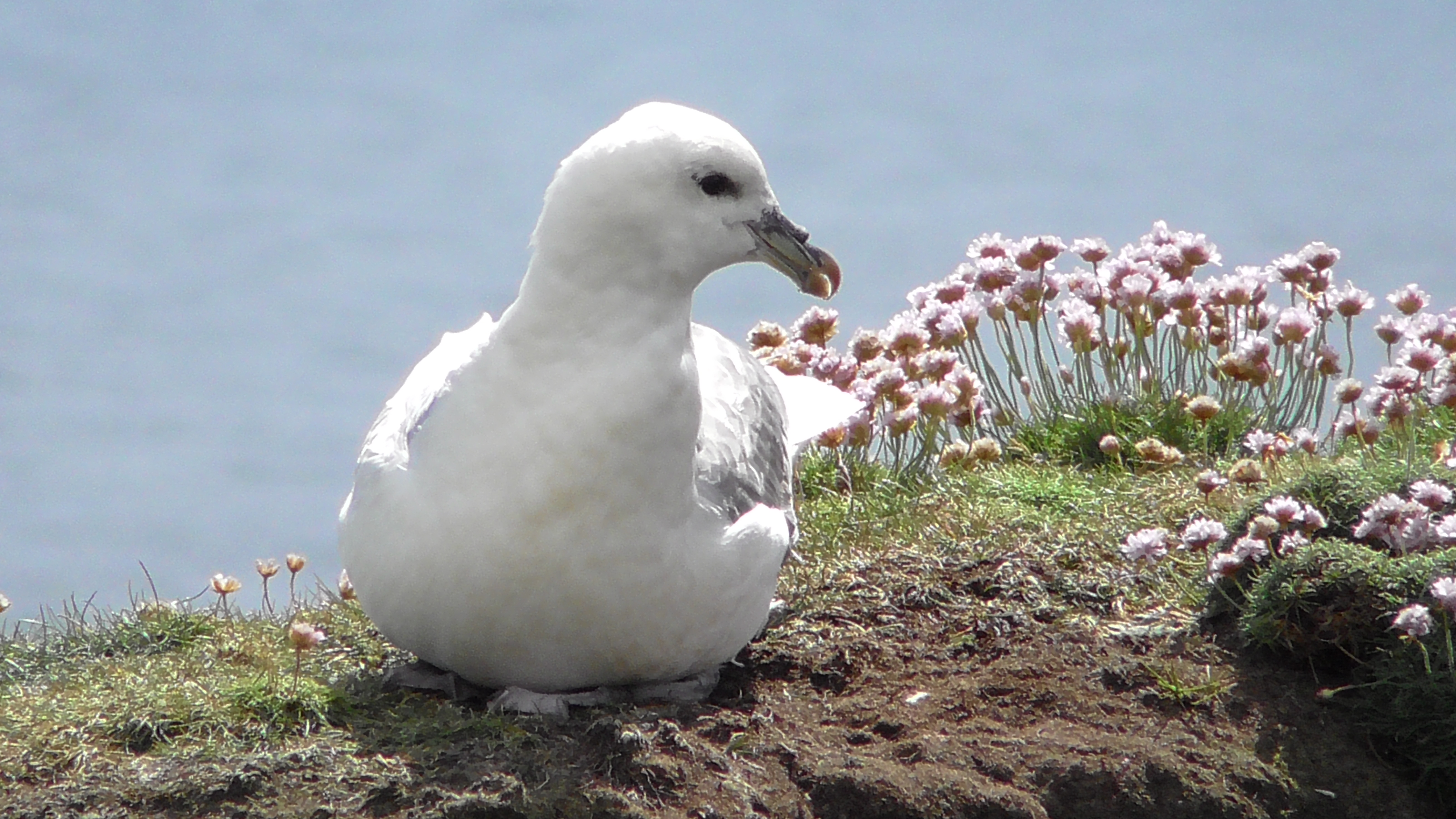 Fulmar