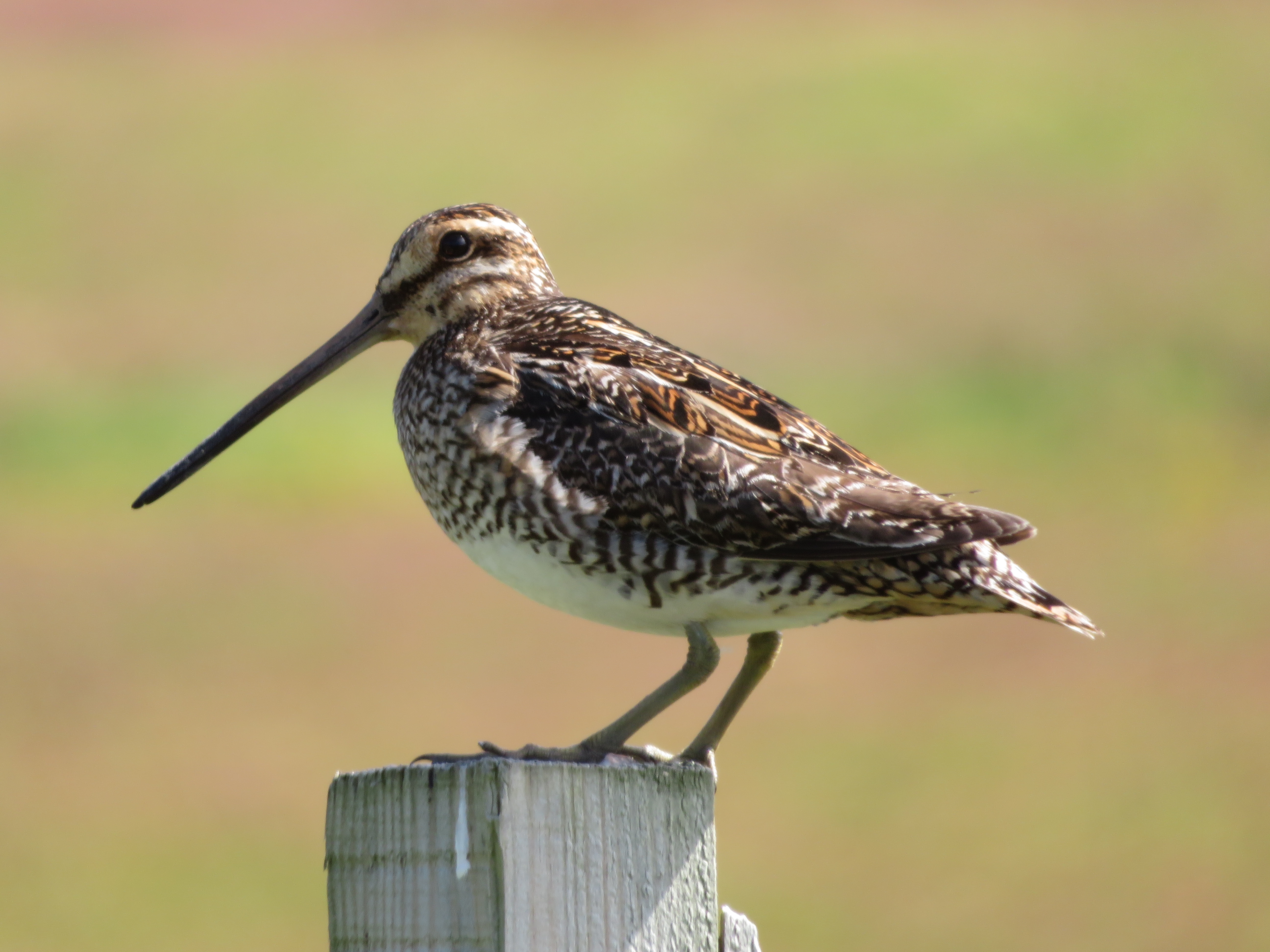 Common Snipe, Fetlar, Shetland