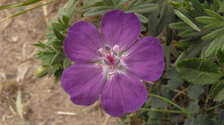 Bloody Cranesbill