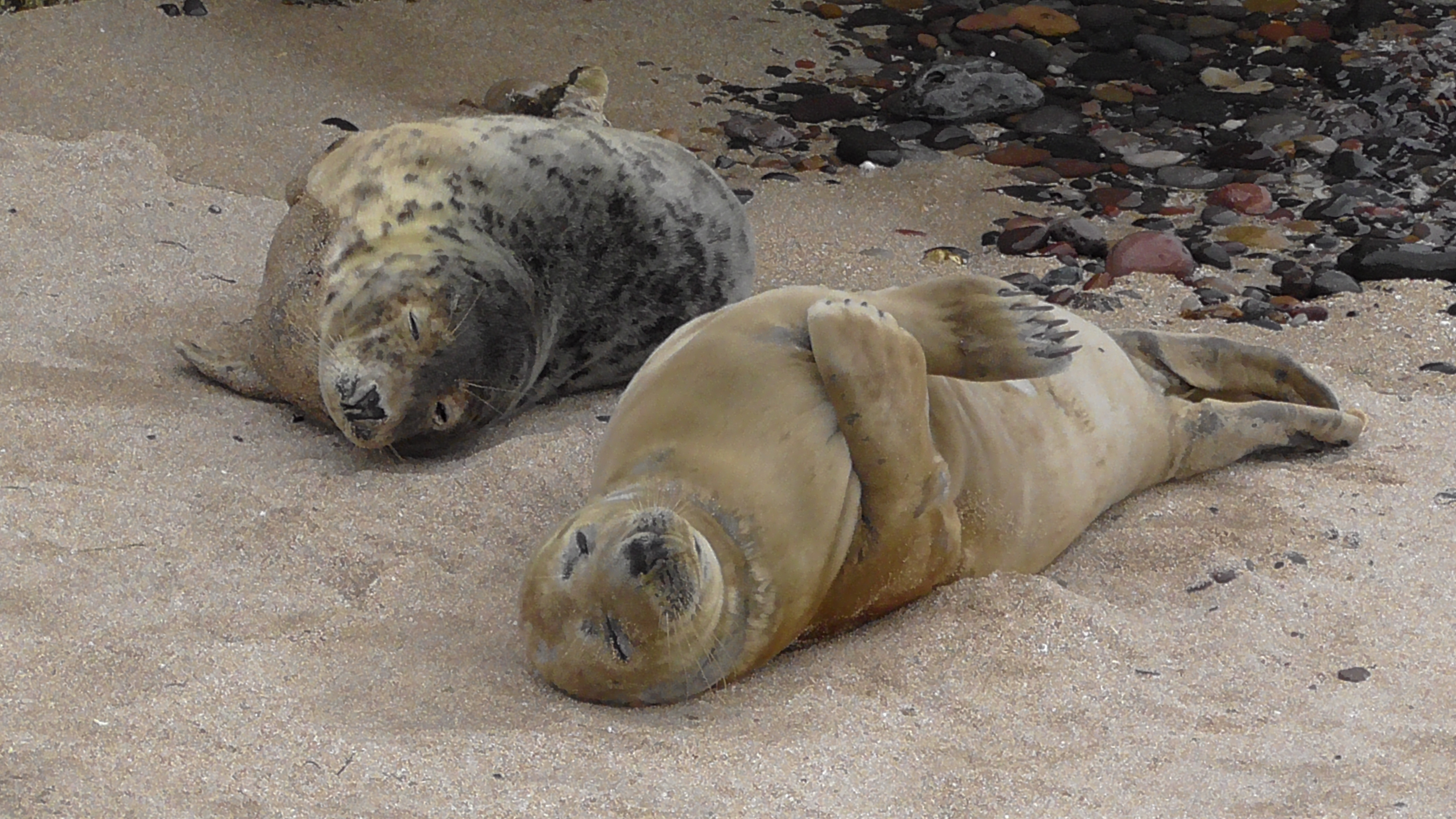 Grey Seal pups