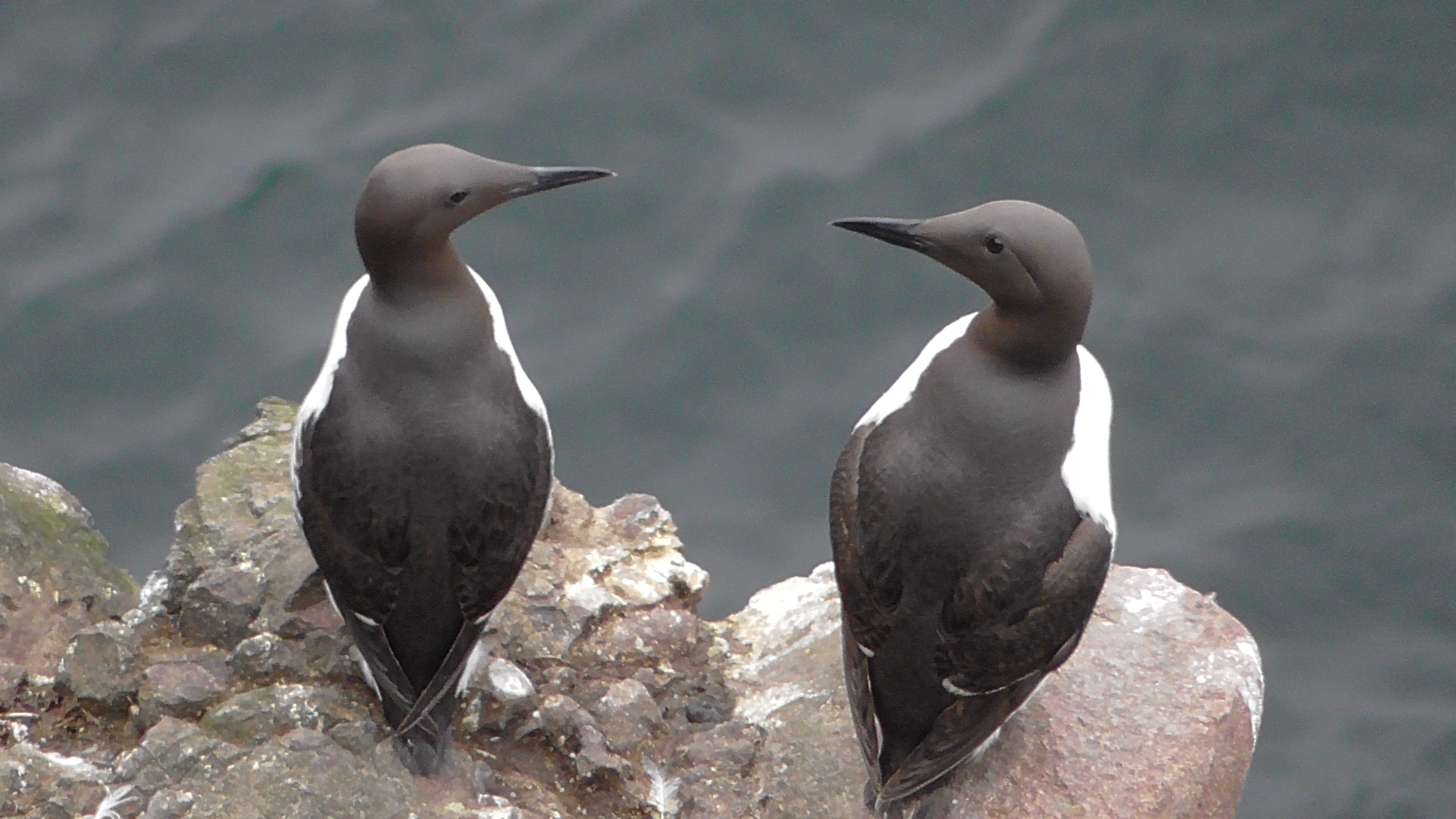 Common Guillemots