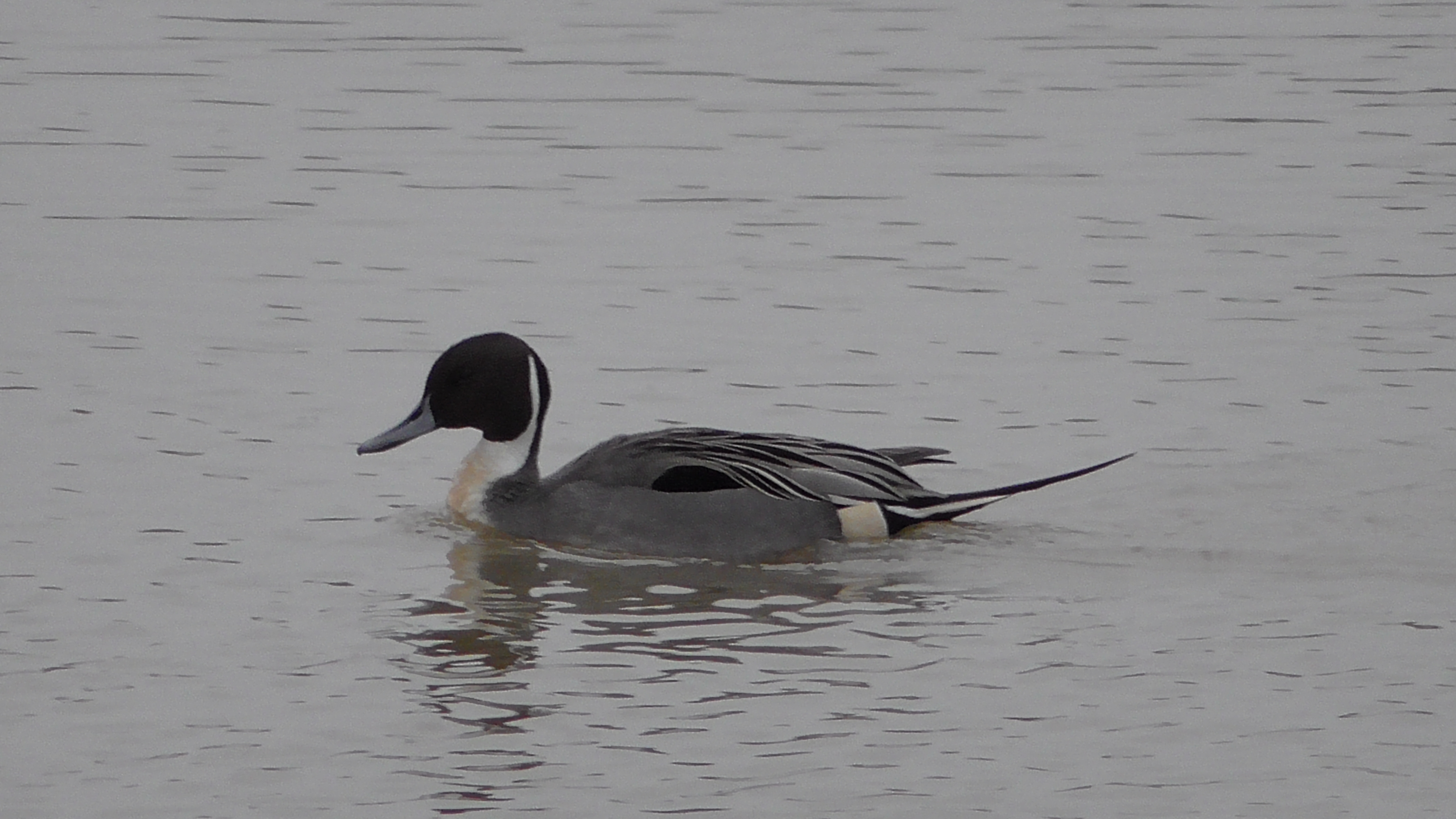 Pintail (drake)