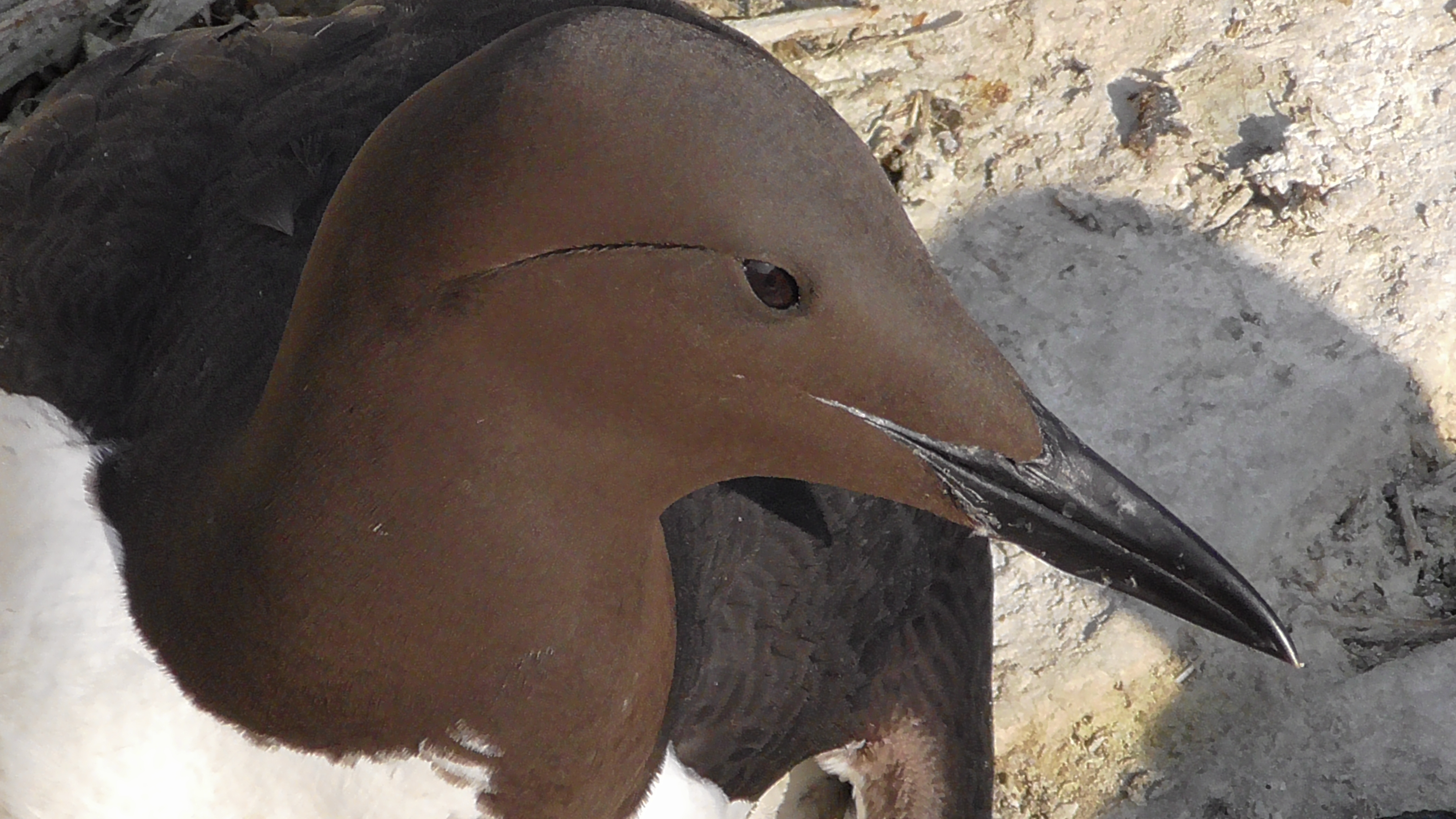 Common Guillemot