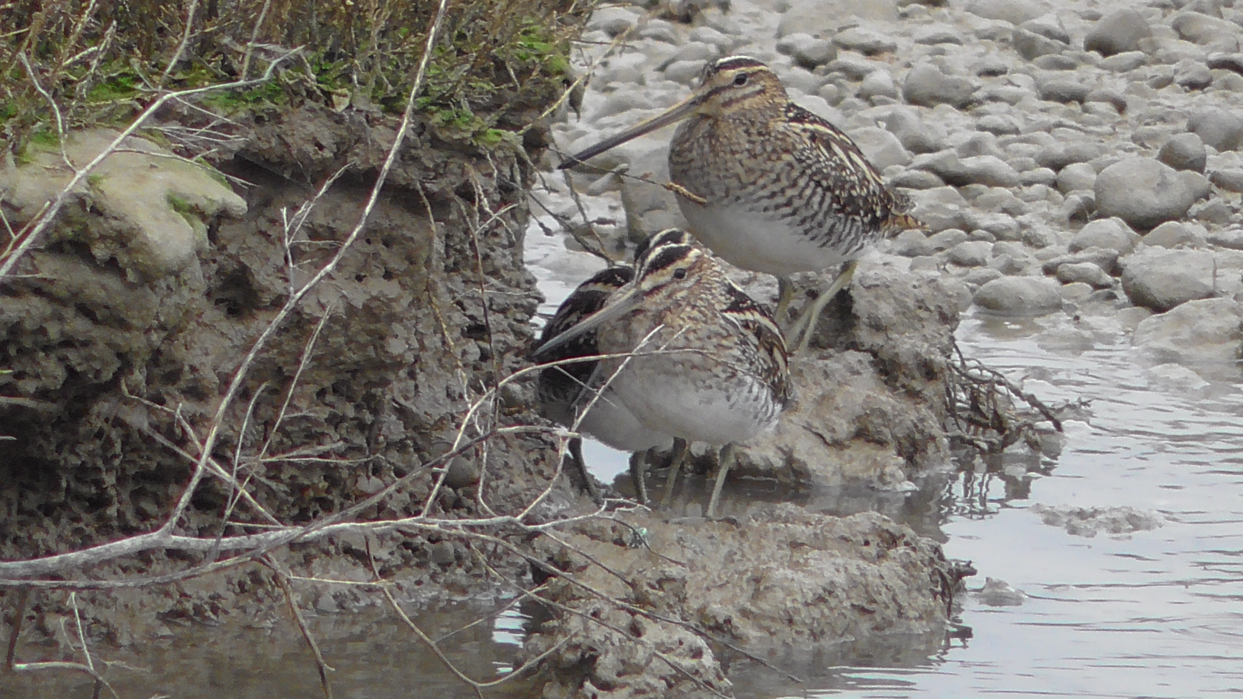 Common Snipe