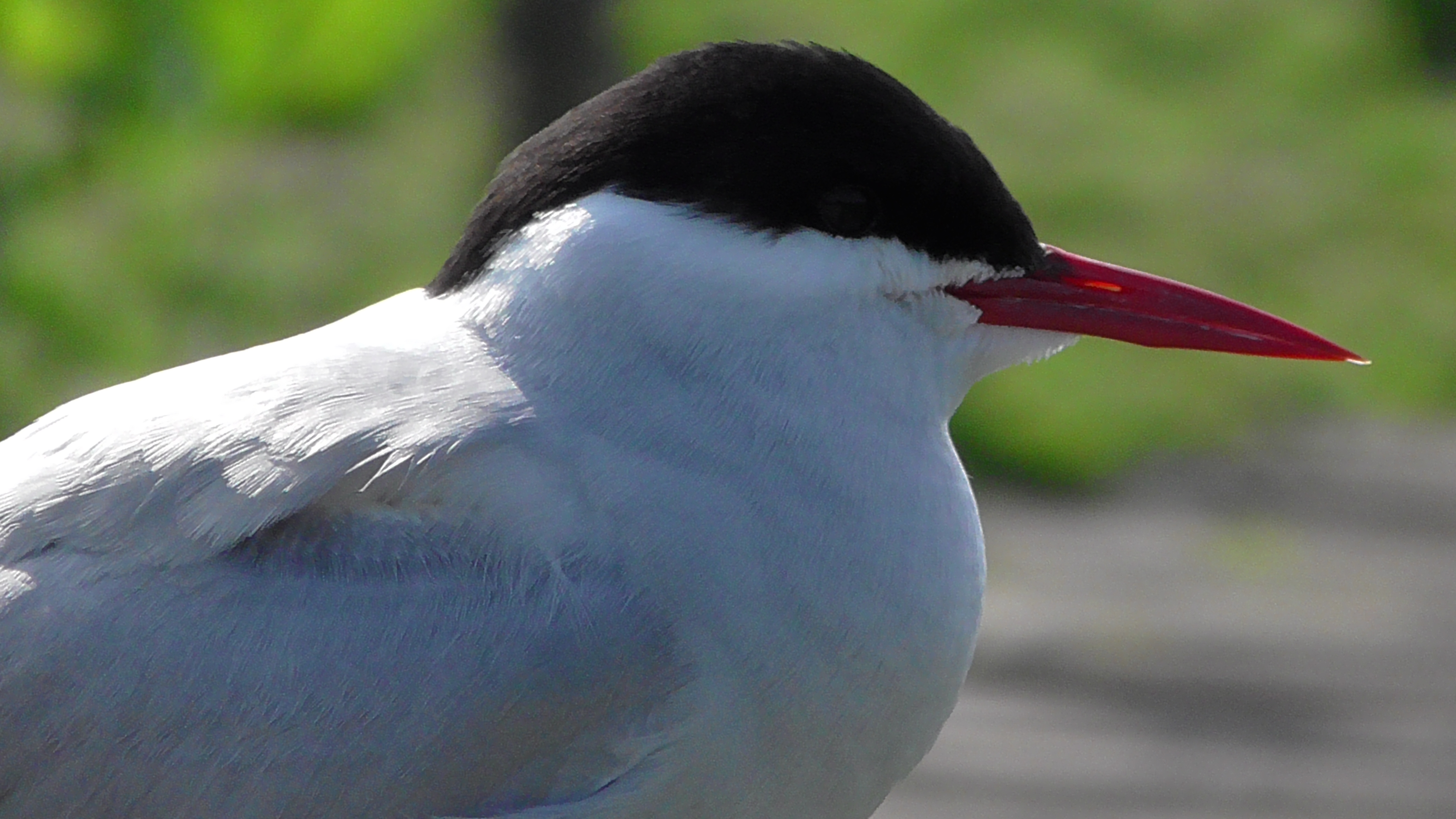 Arctic Tern