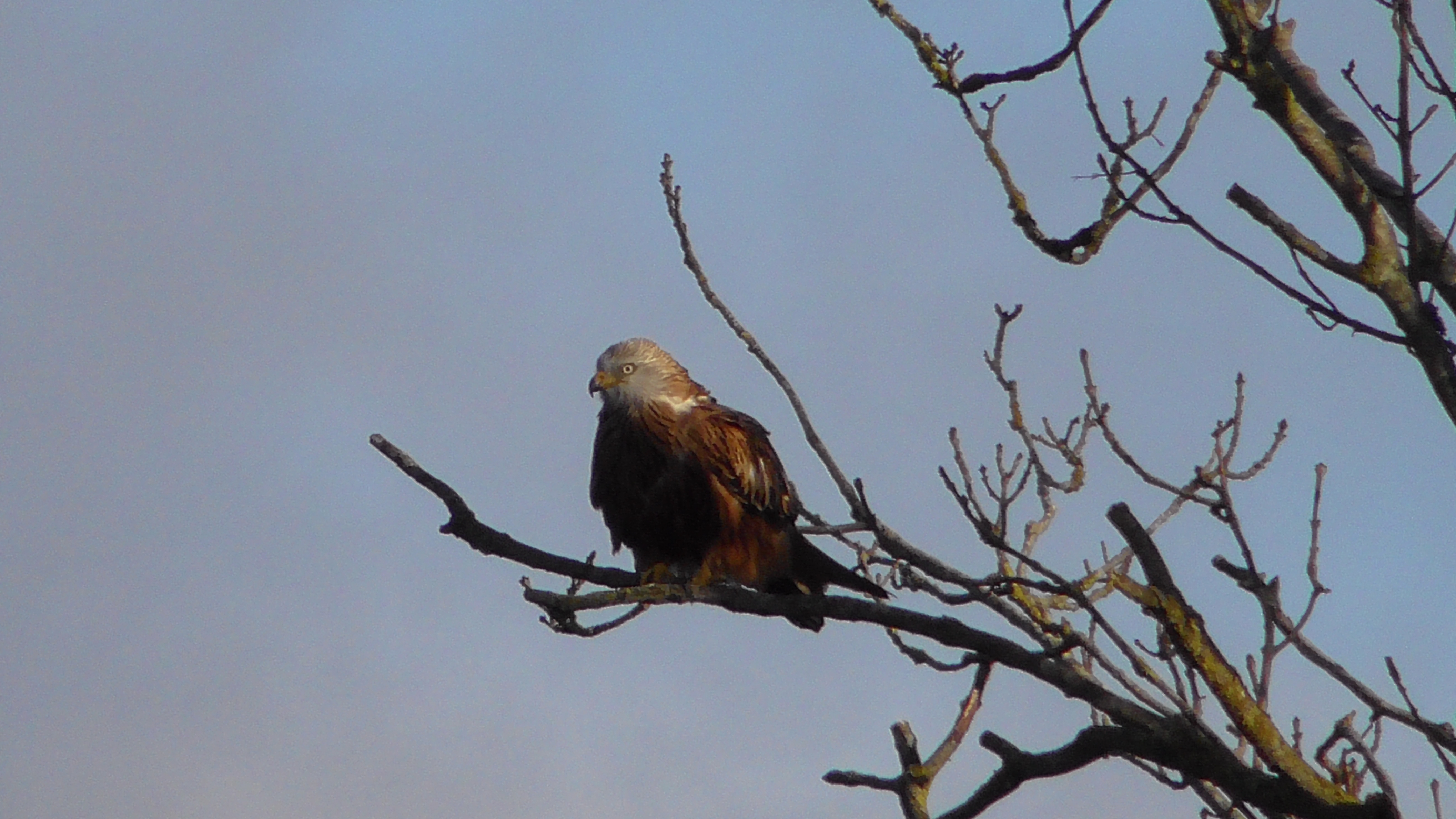 Red Kite
