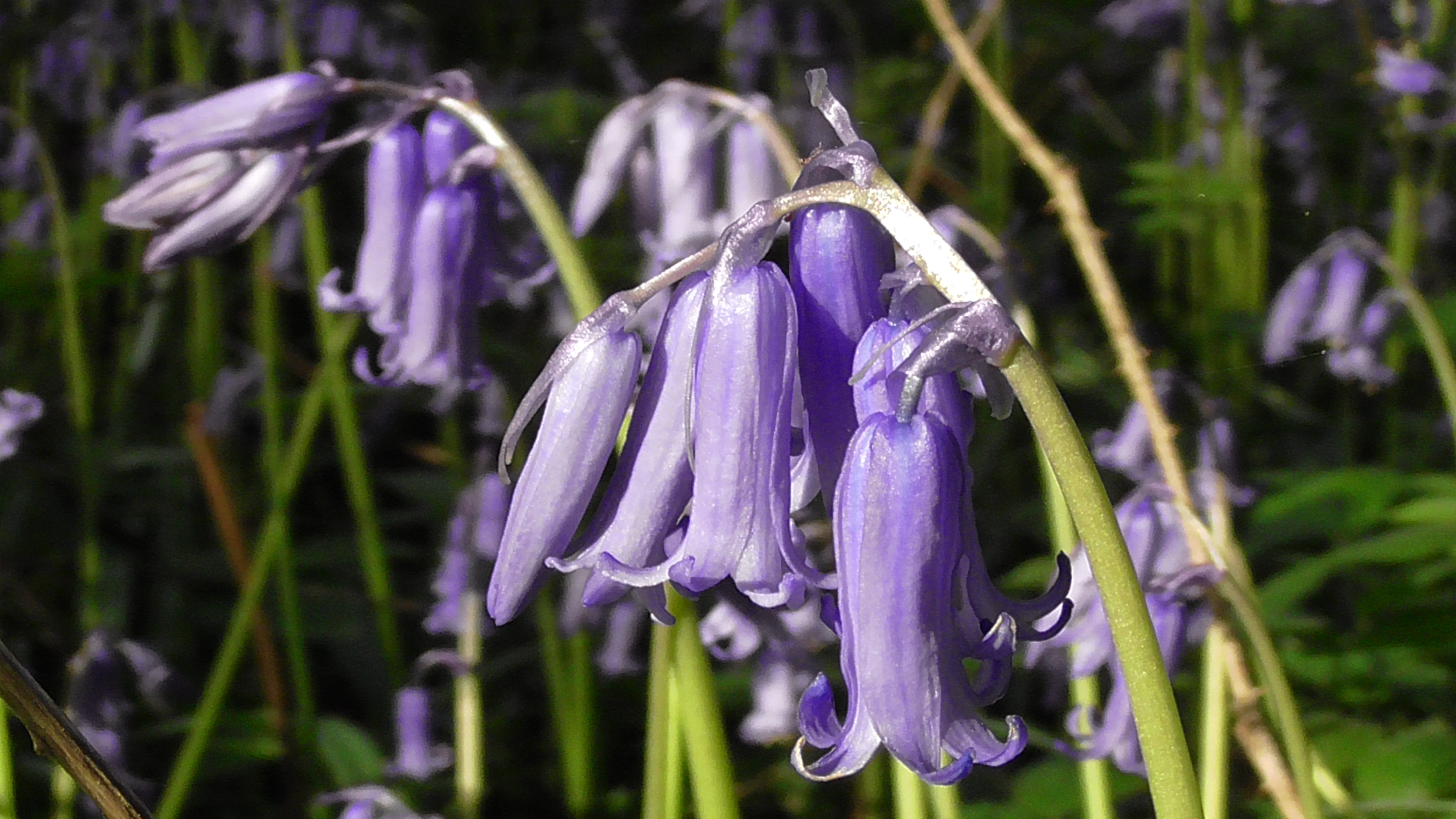 Bluebell (English)
