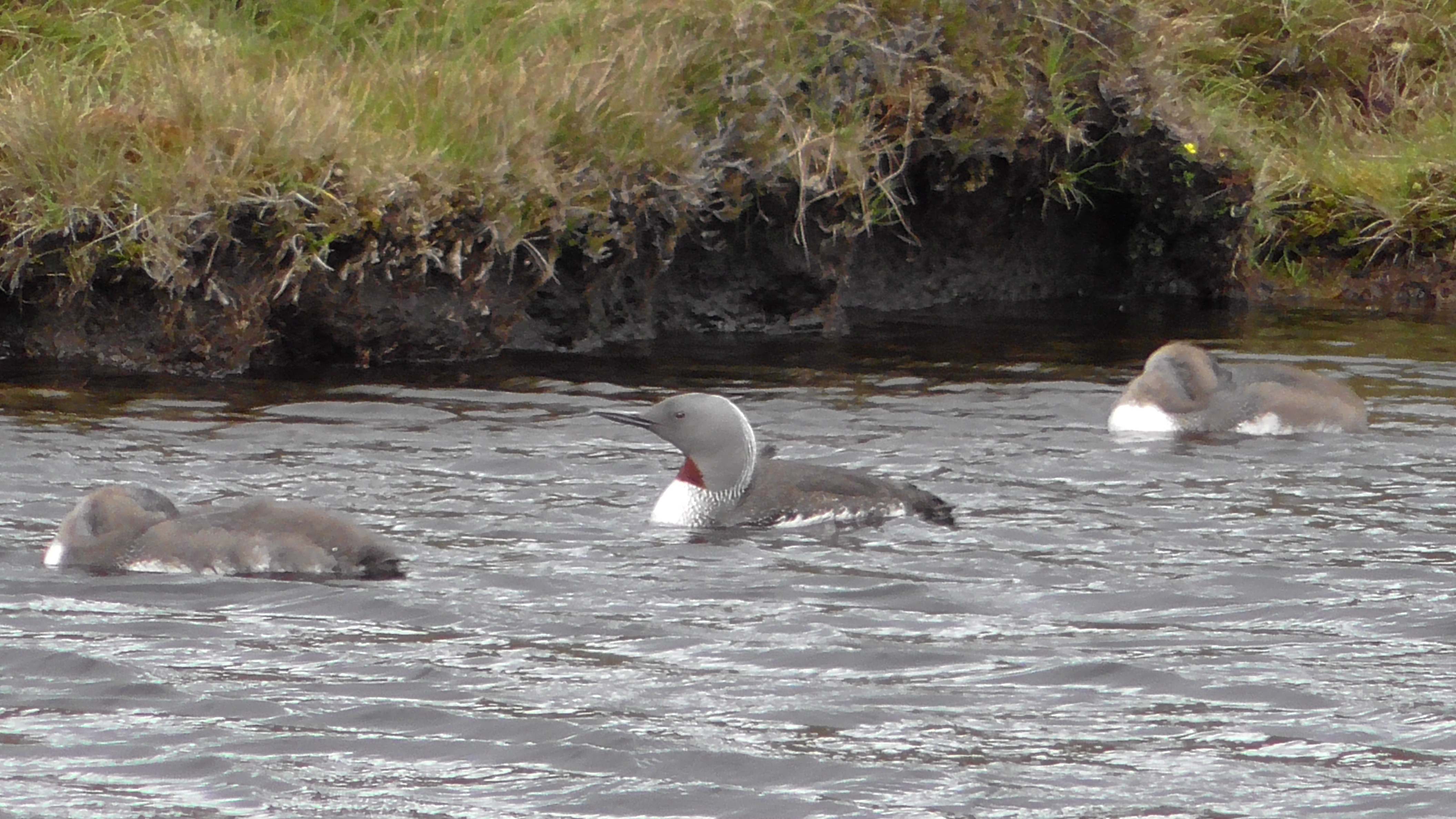 Red Throated Diver